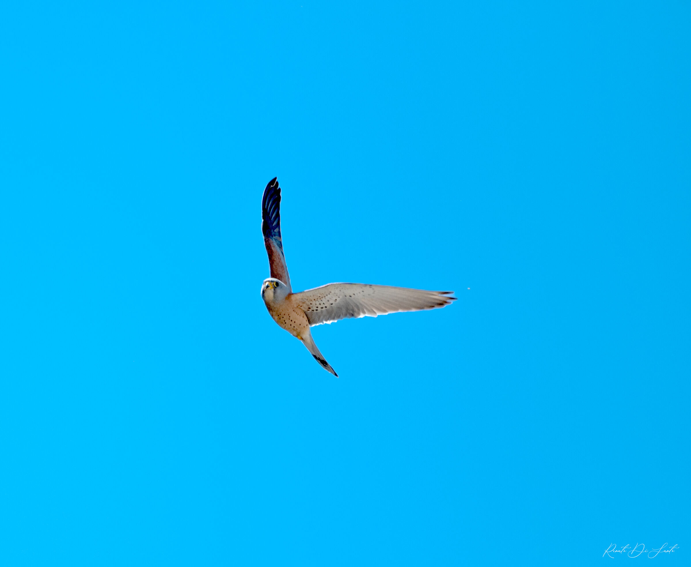 Lesser Kestrel