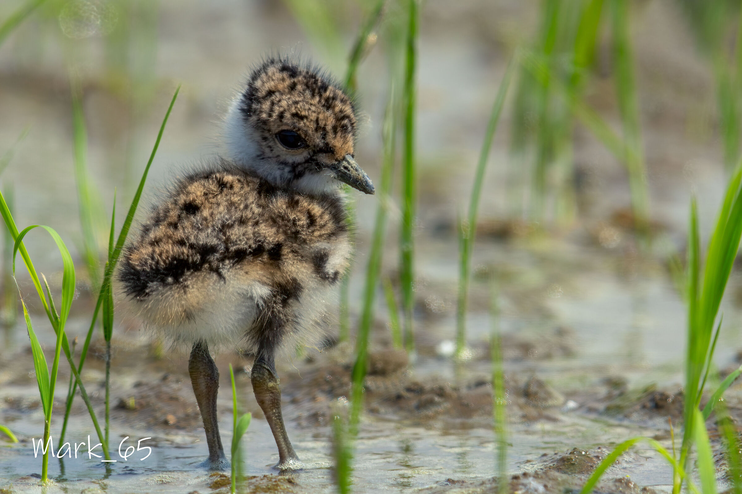 lapwing