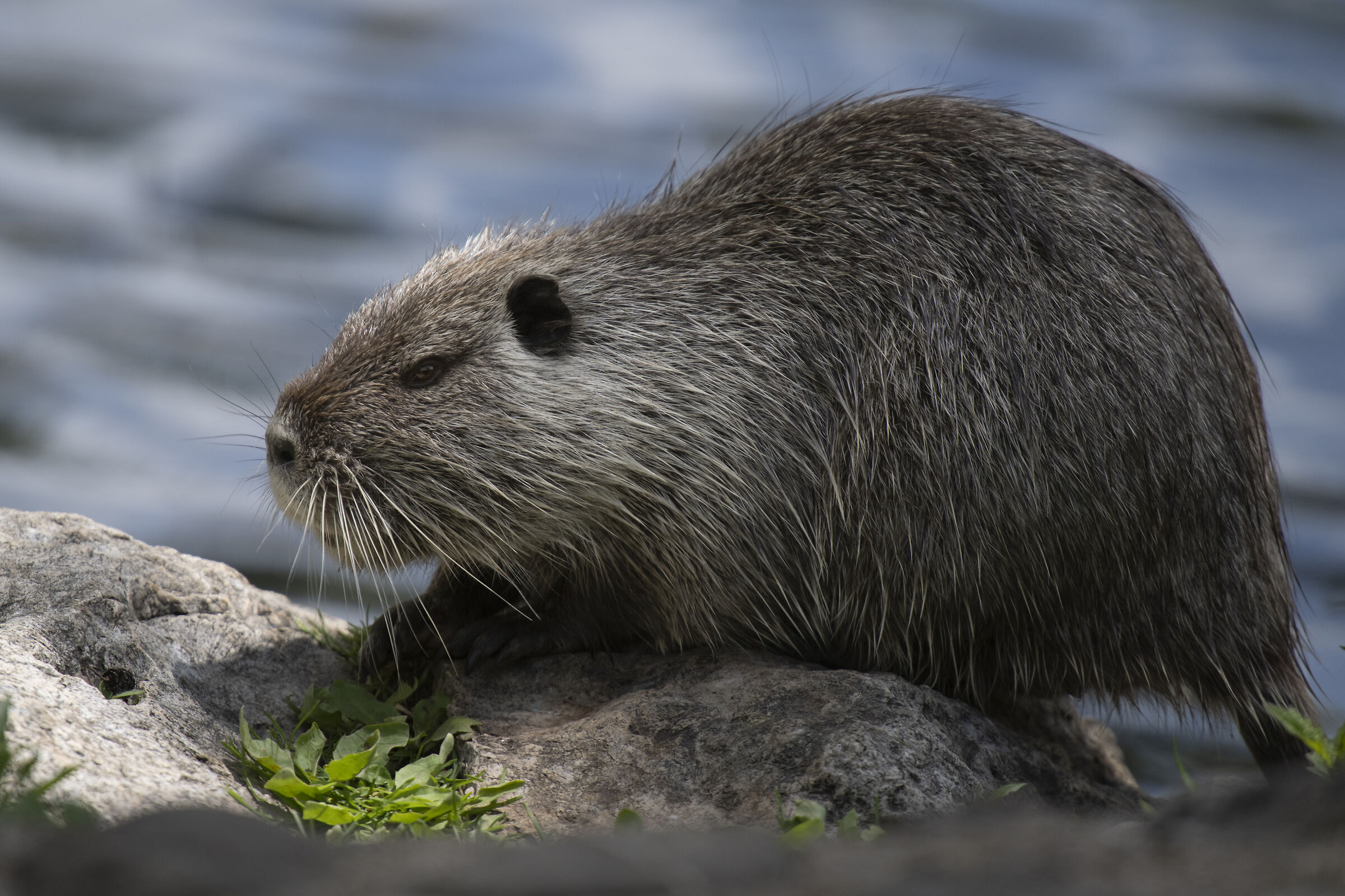 Nutria