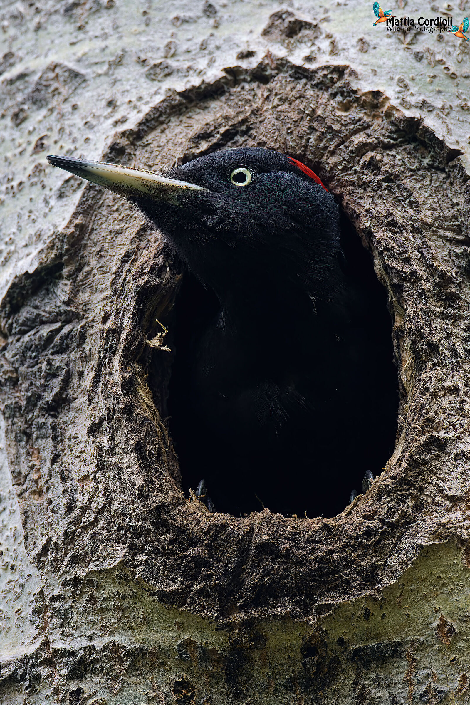 Black Woodpecker female