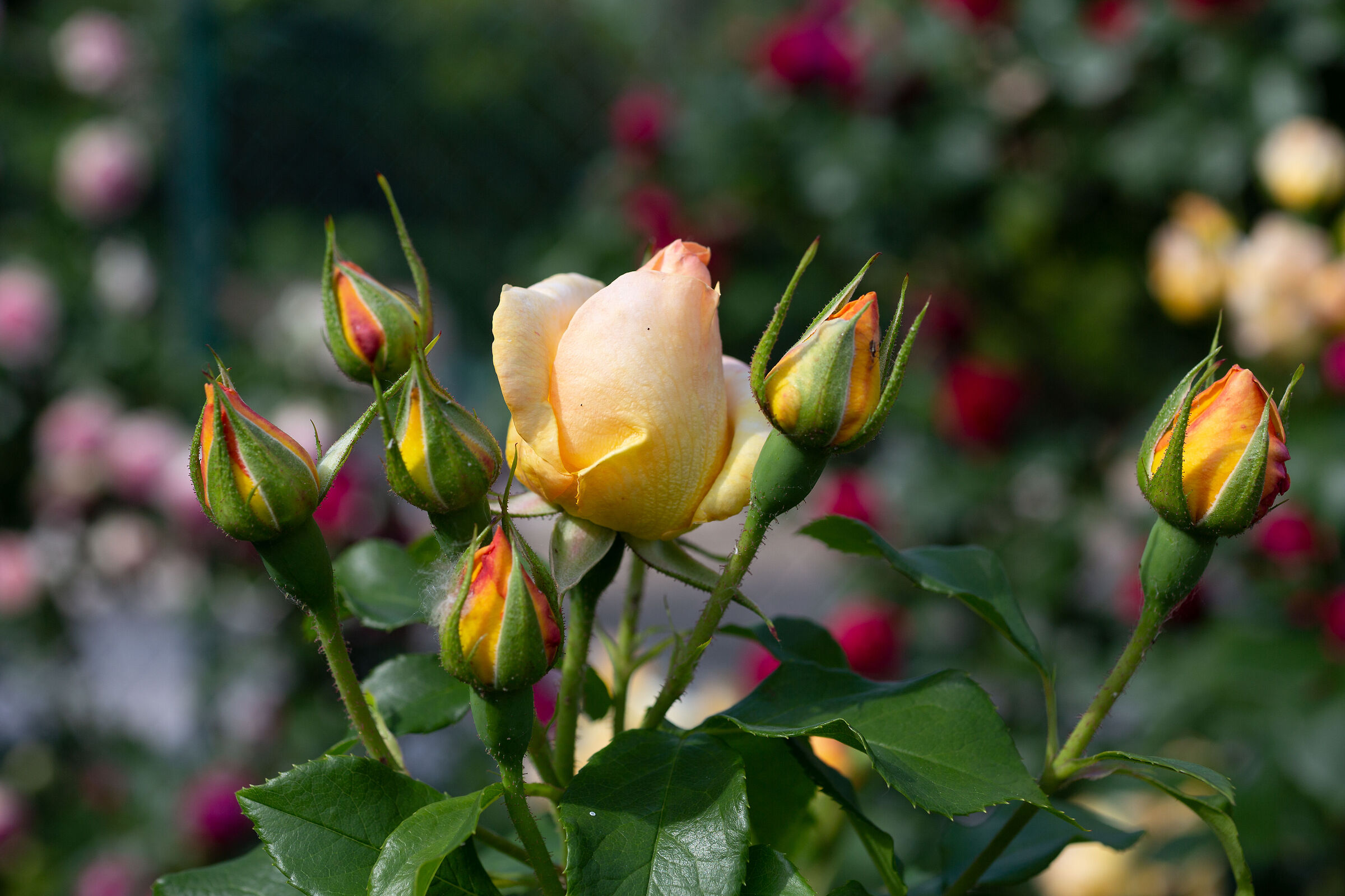 e' il tempo delle rose