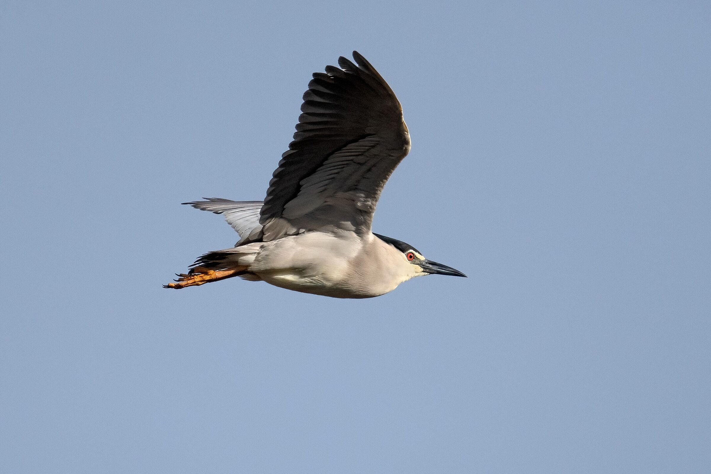 Nitticora (Nycticorax nycticorax)
