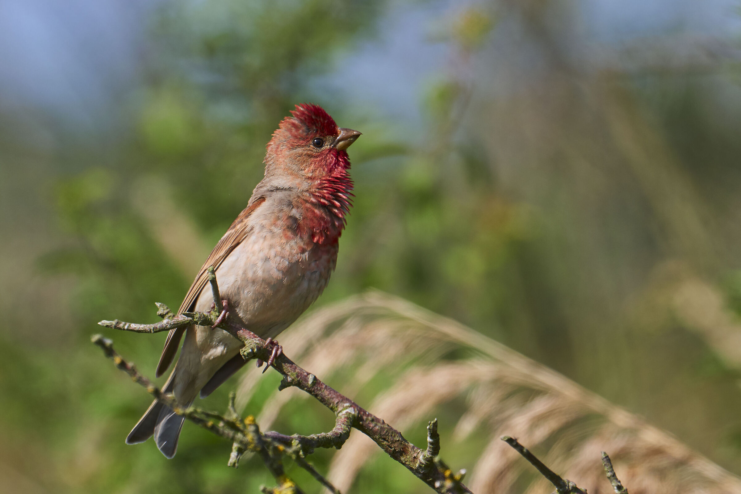 Scarlet Grosbeak ( Carpodacus erythrinus )