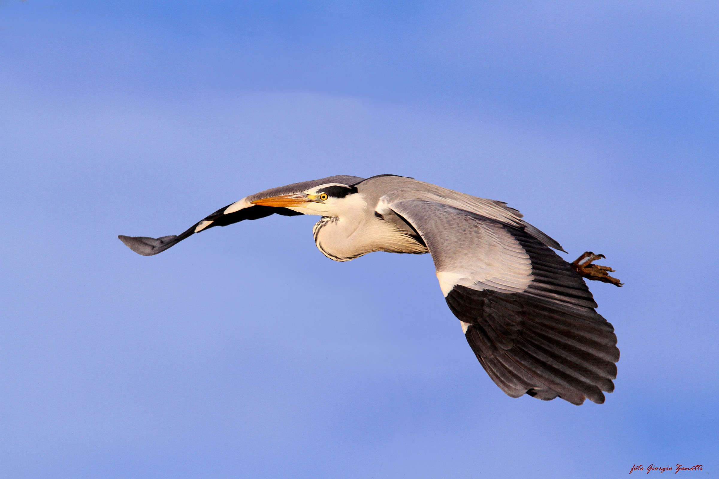 Grey Heron