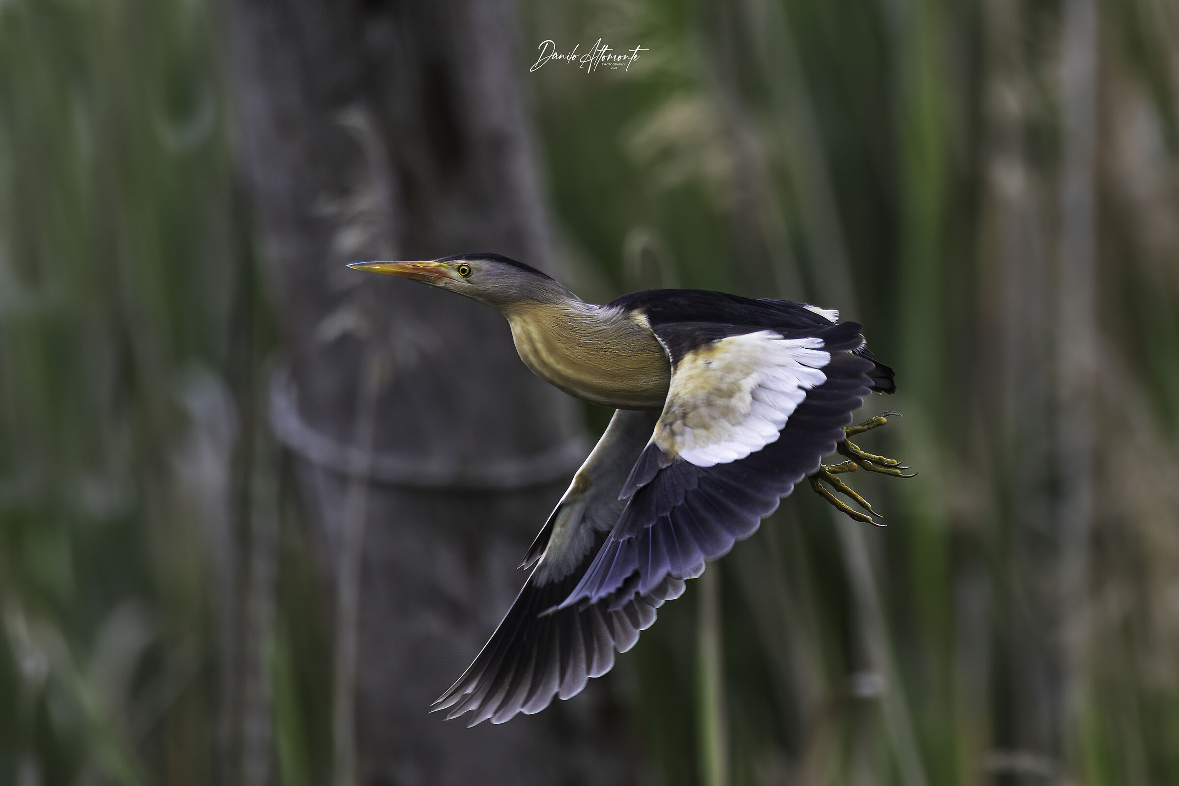 Little bittern