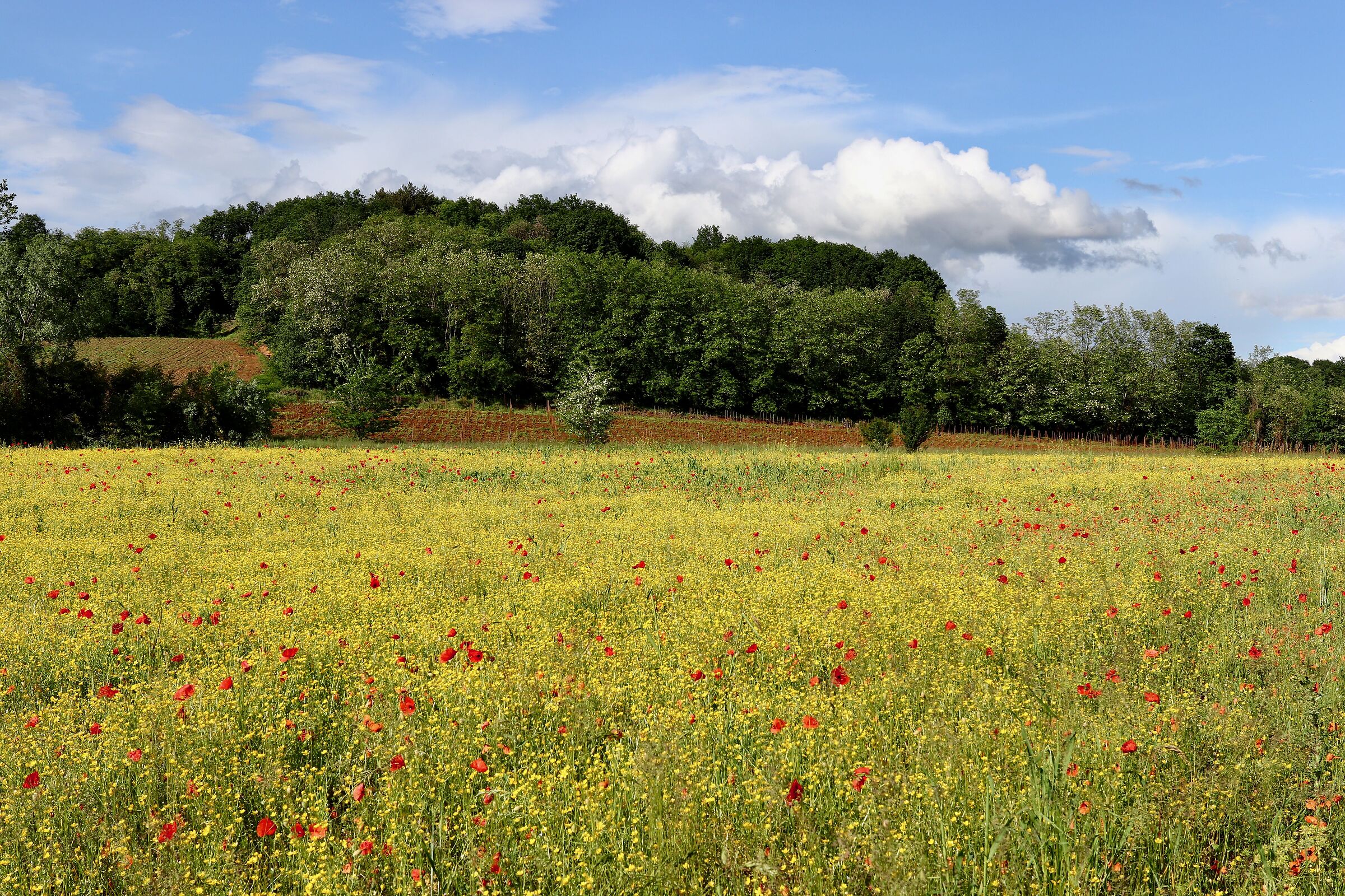 ... giallo Preval....