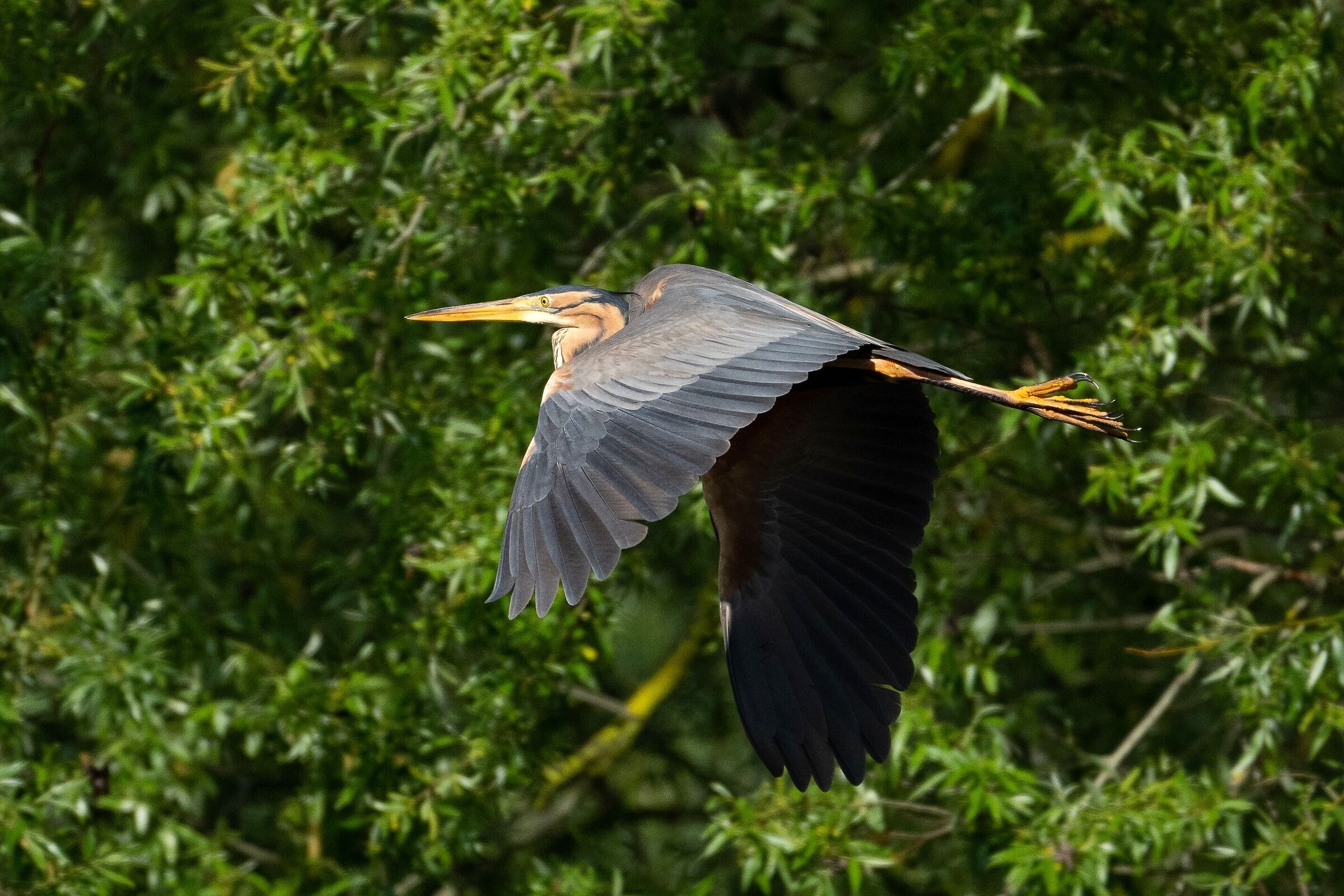 Purple Heron (Ardea purpurea)