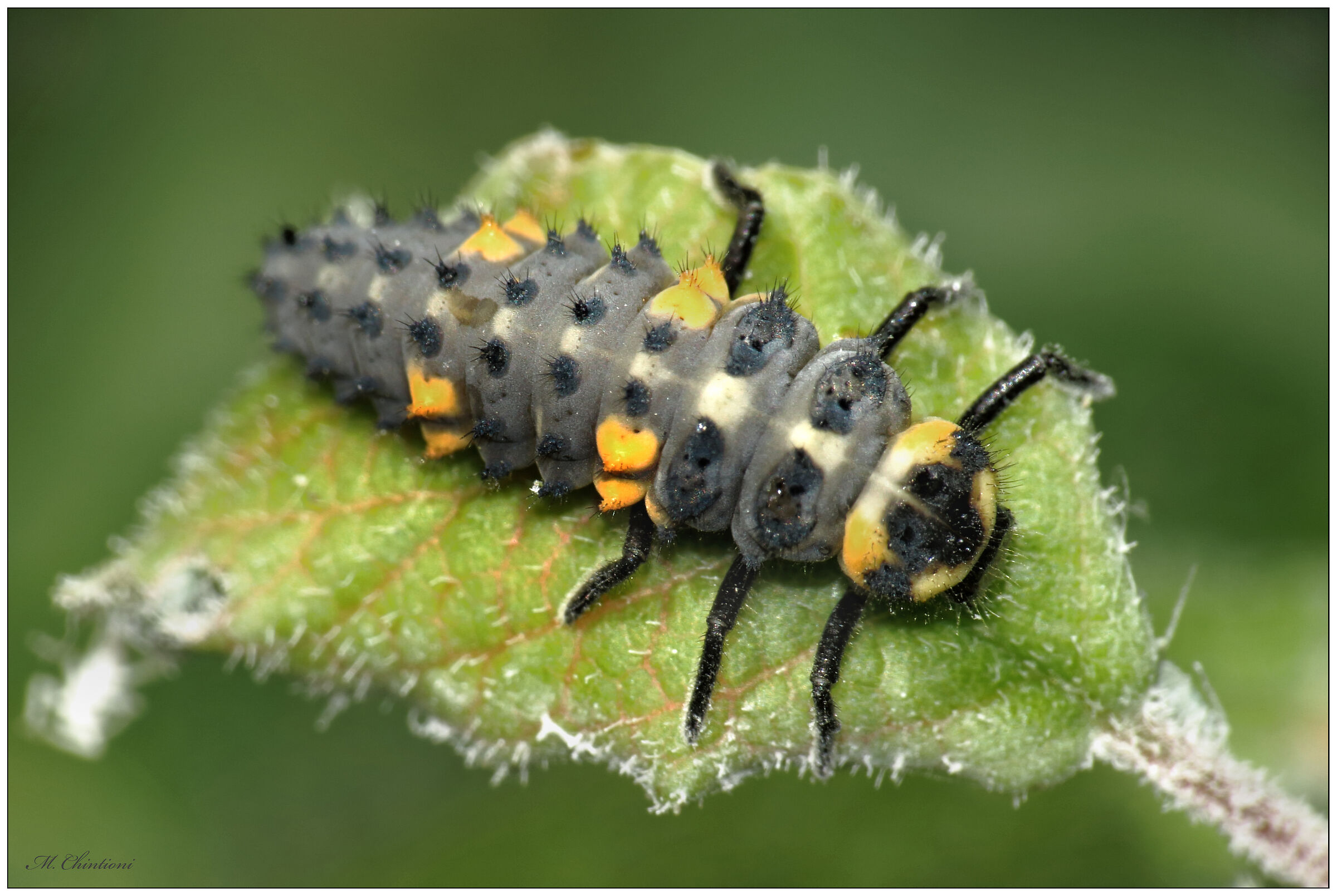 Ladybug larva