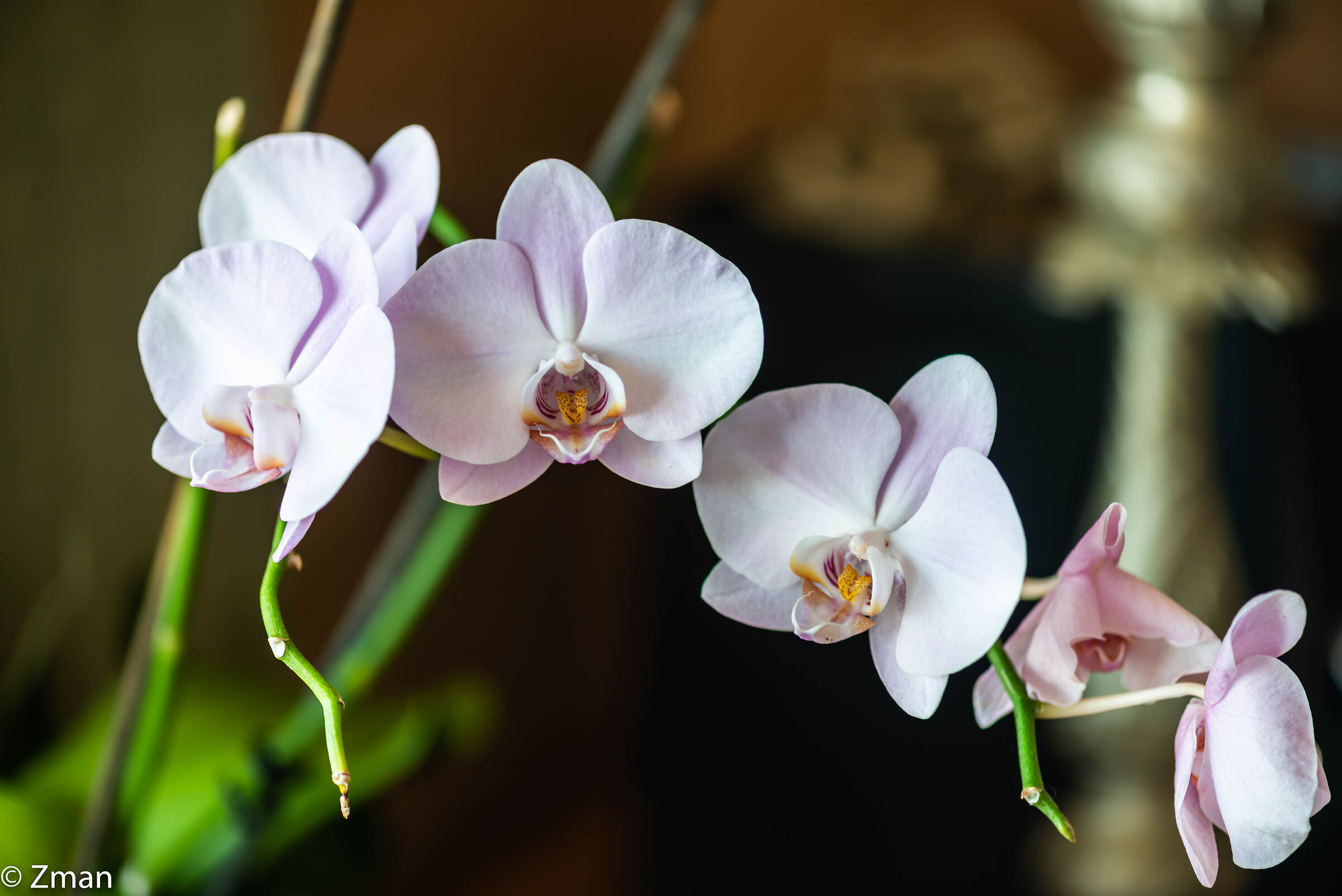 Orchids