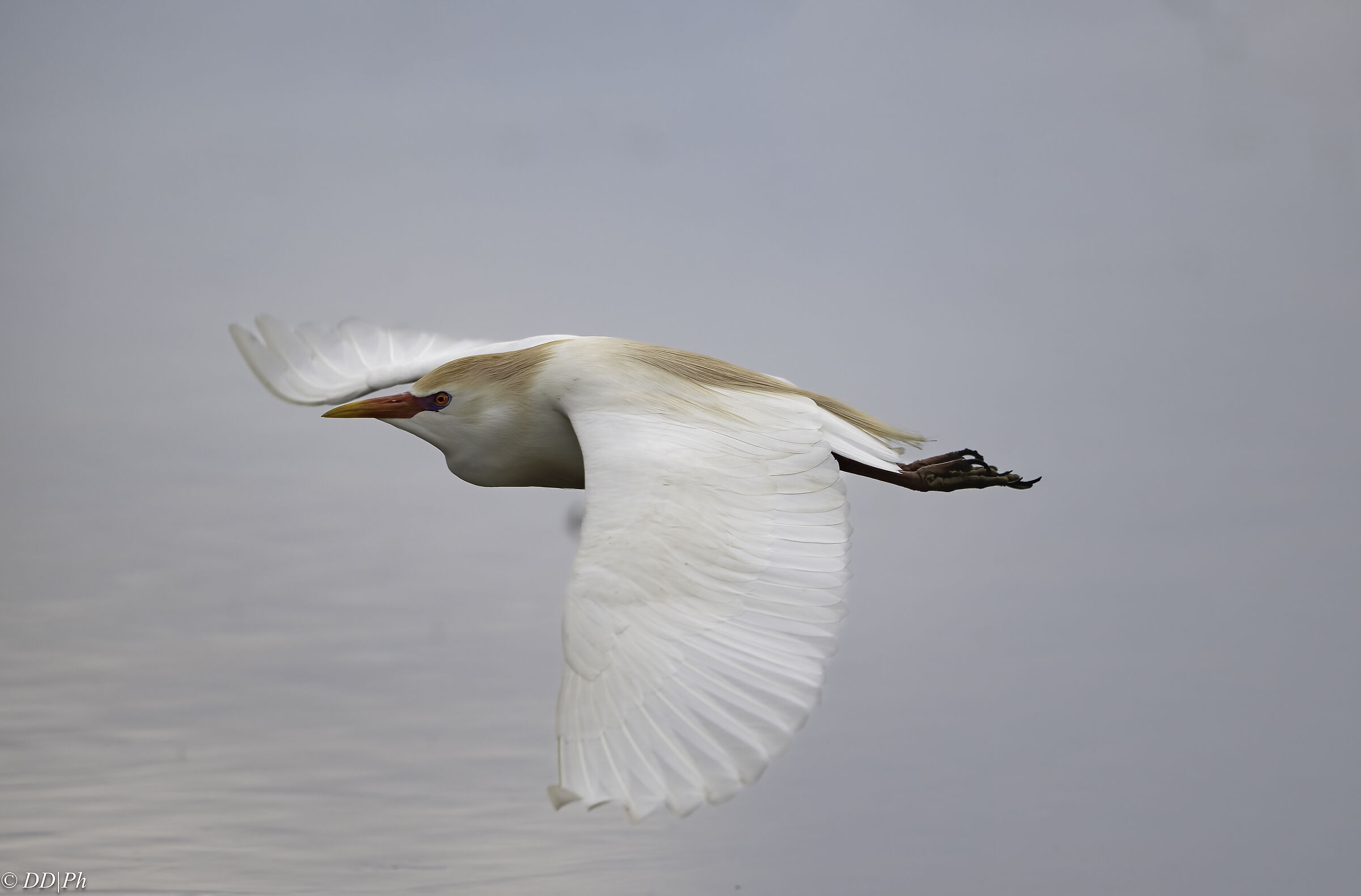 Cattle egret