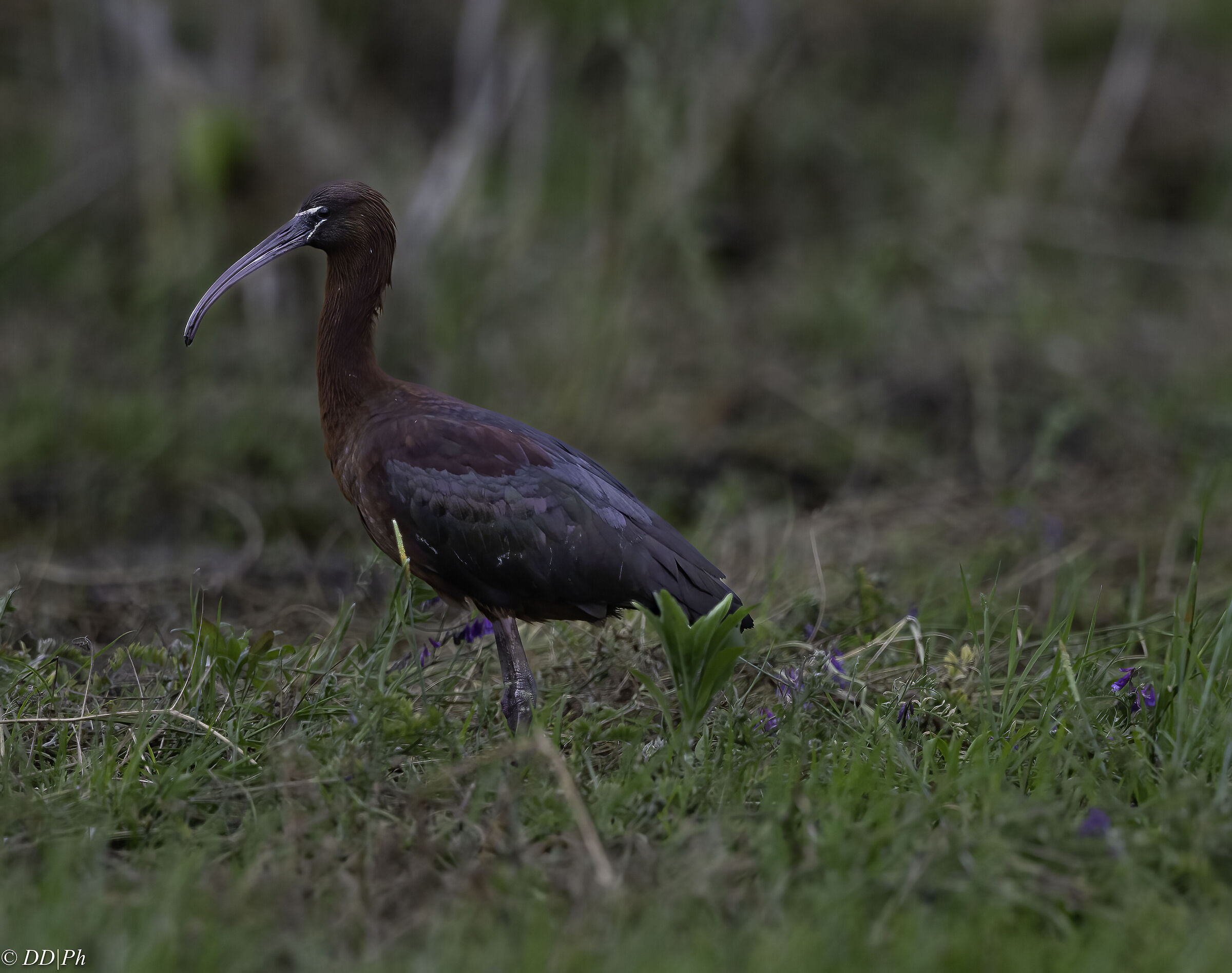 Glossy ibis