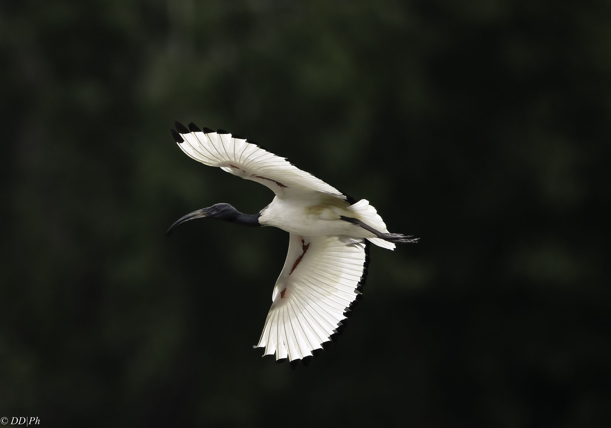 Sacred ibis