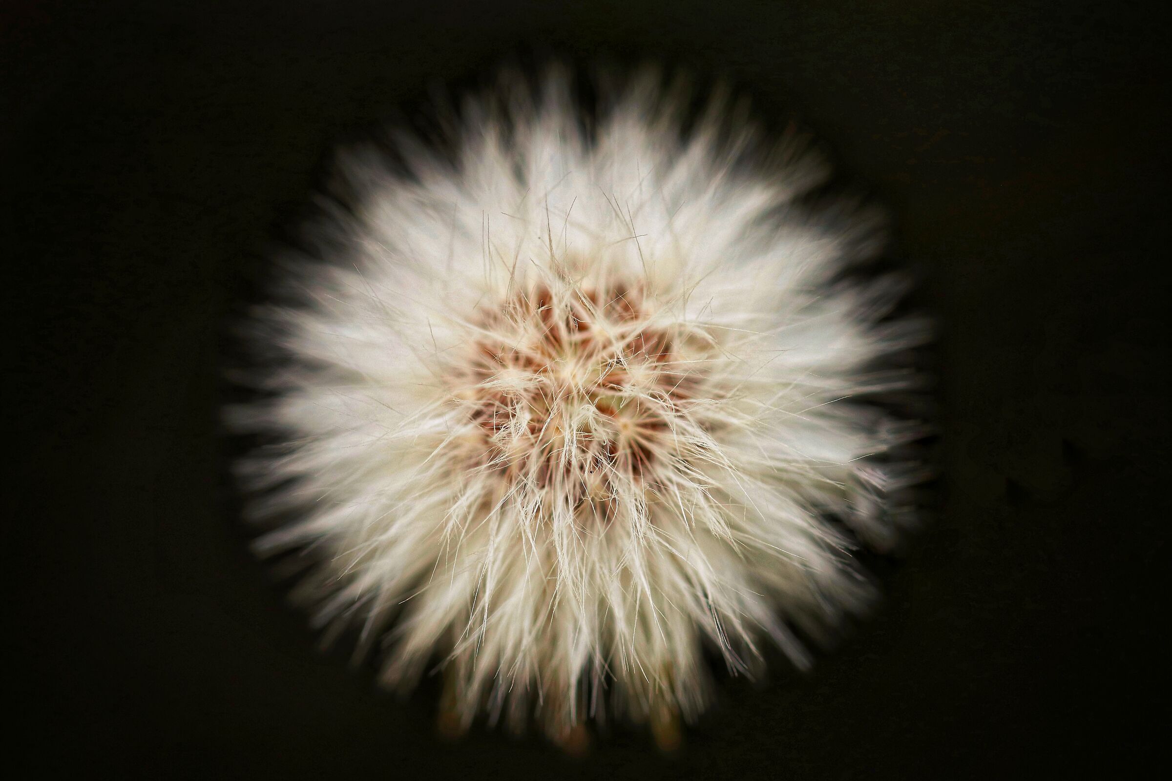 Dandelion