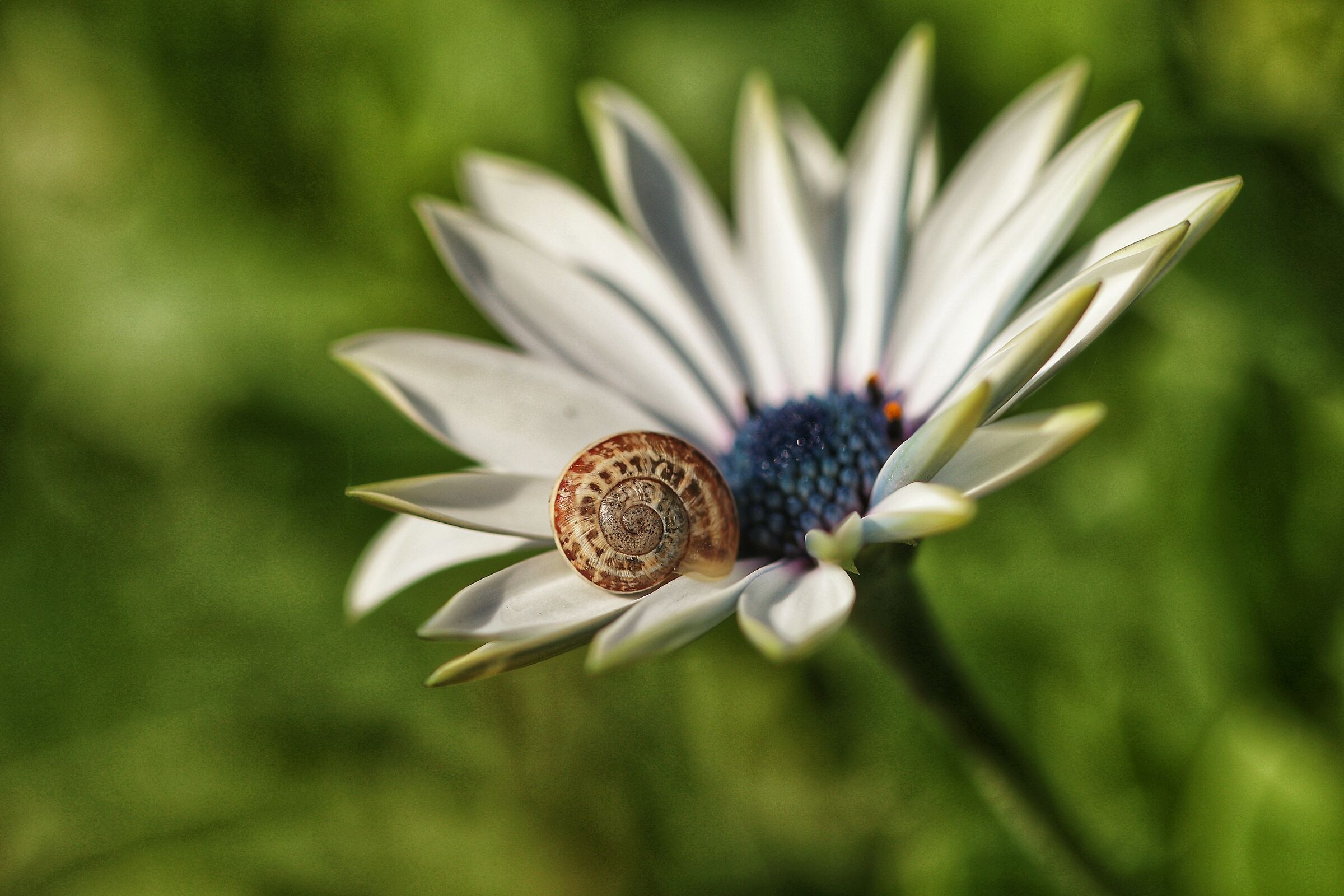 Daisy