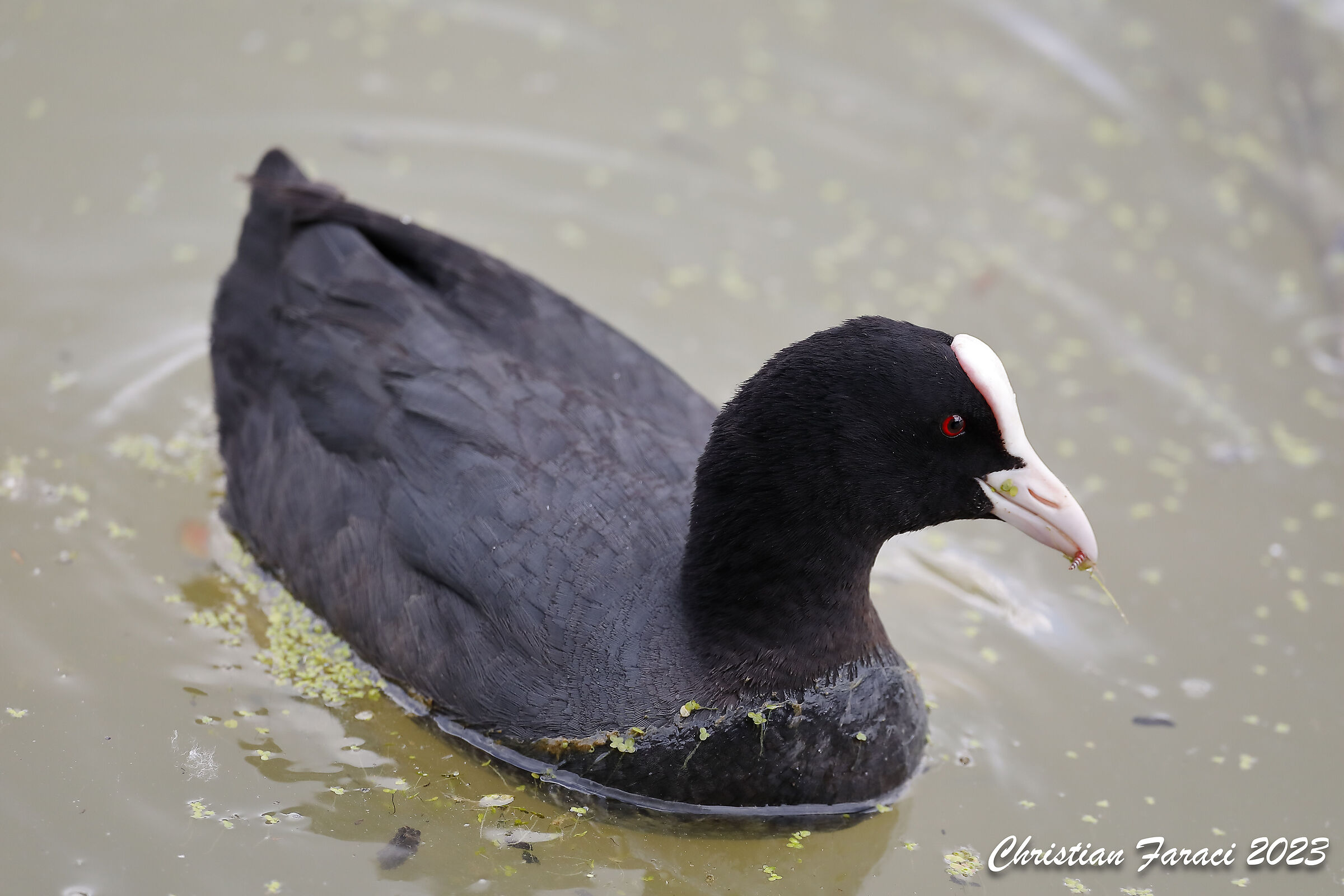 Coot