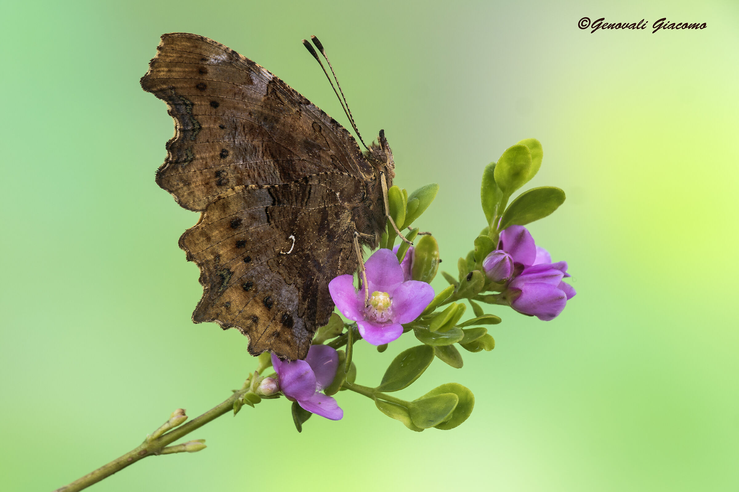 Welcome back Polygony