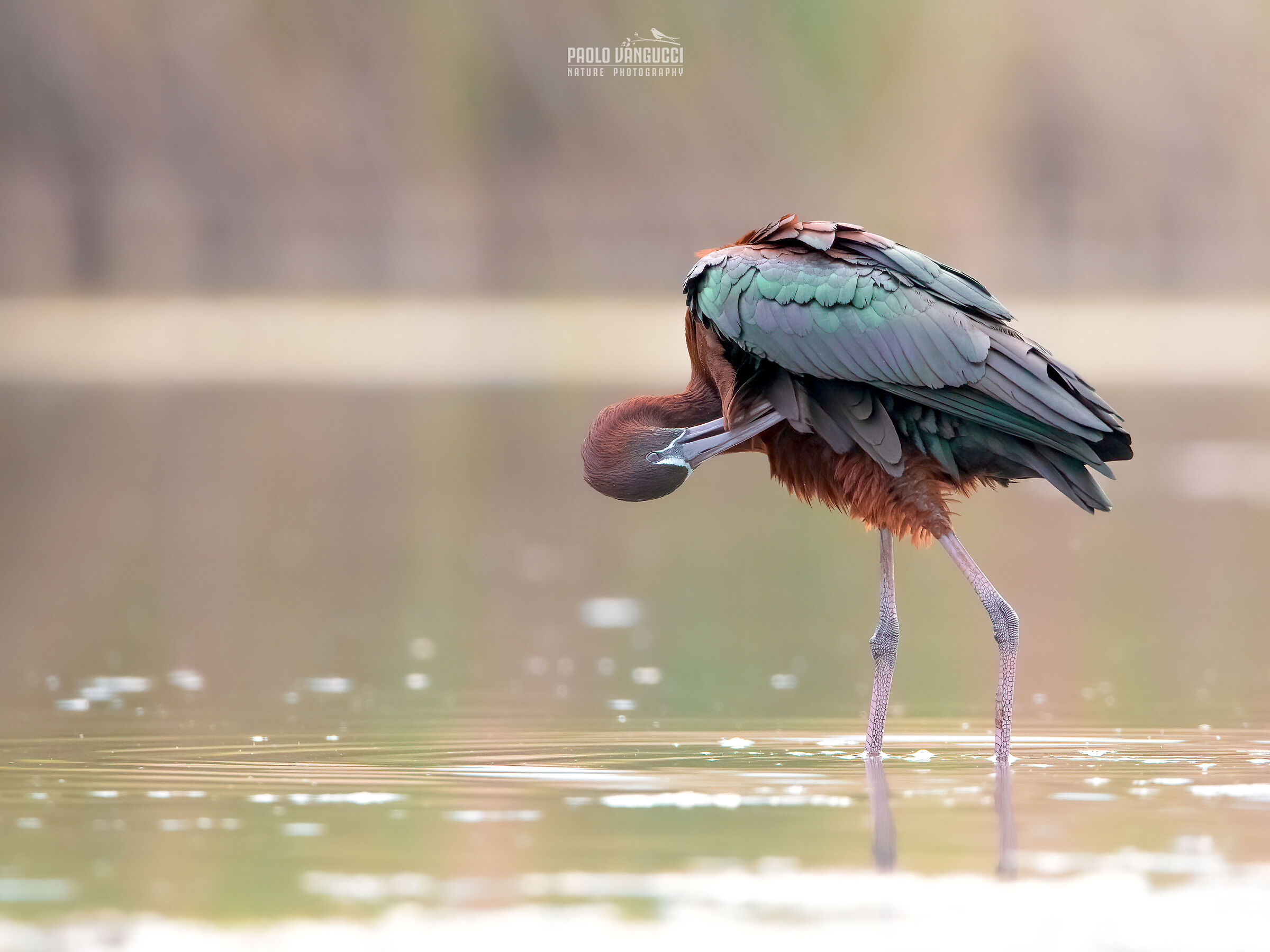 Mignattaio / Plegadis falcinellus / Glossy ibis
