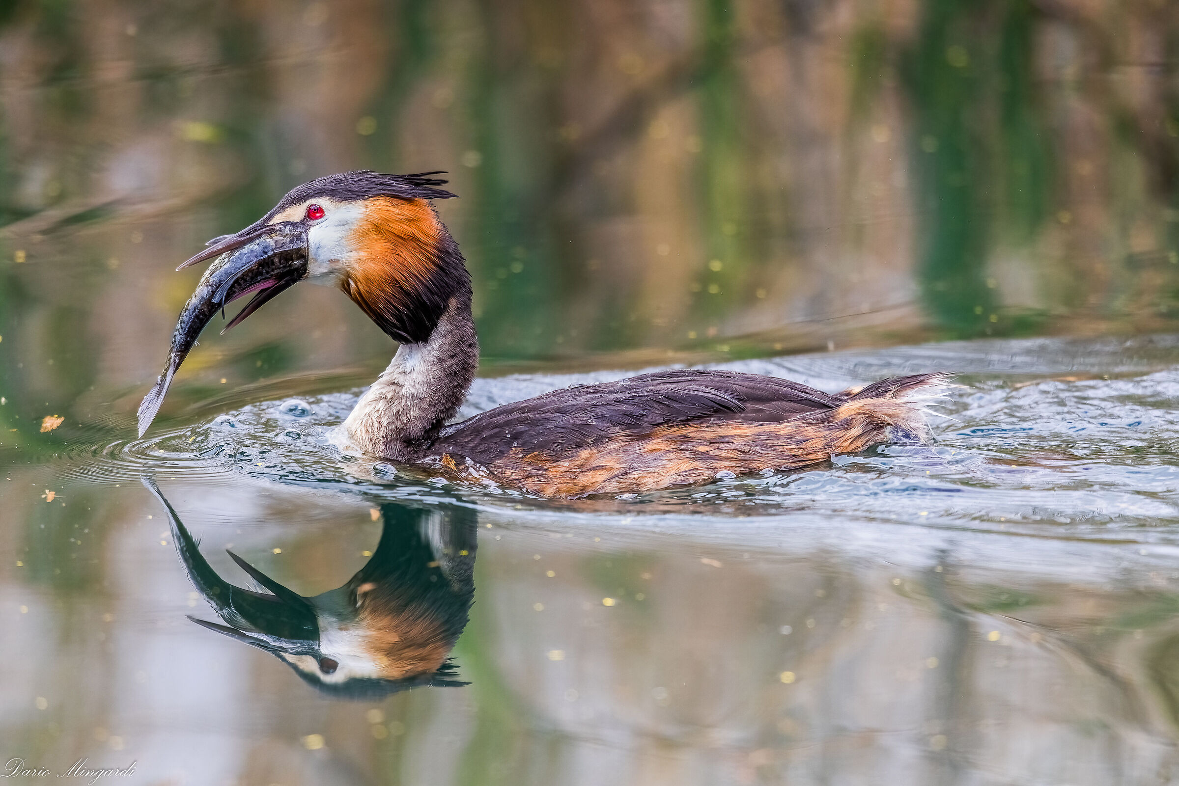 Svasso maggiore con preda