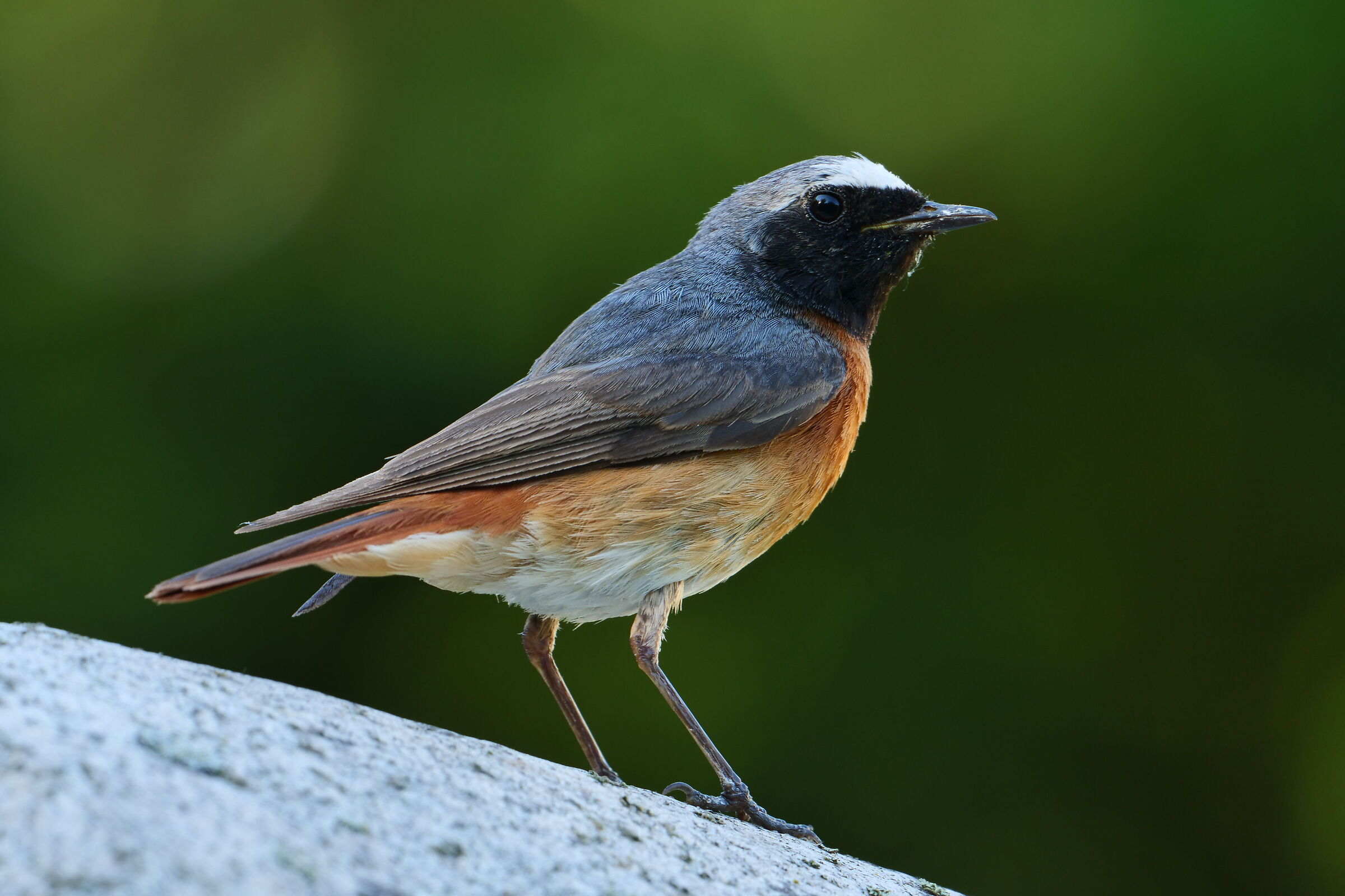 Black Redstart
