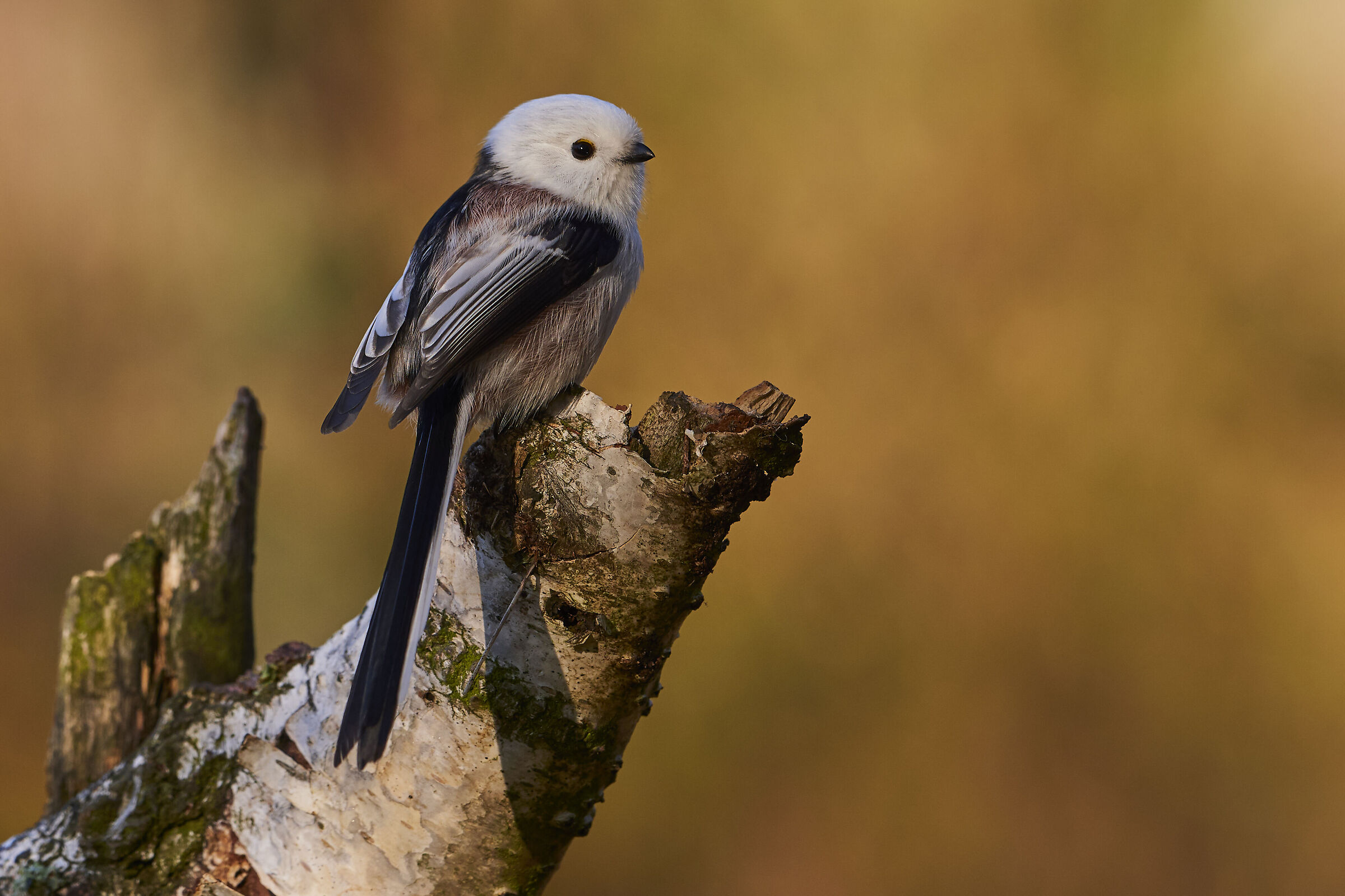 Cincia dalla coda lunga ( Aegithalos coudatus )