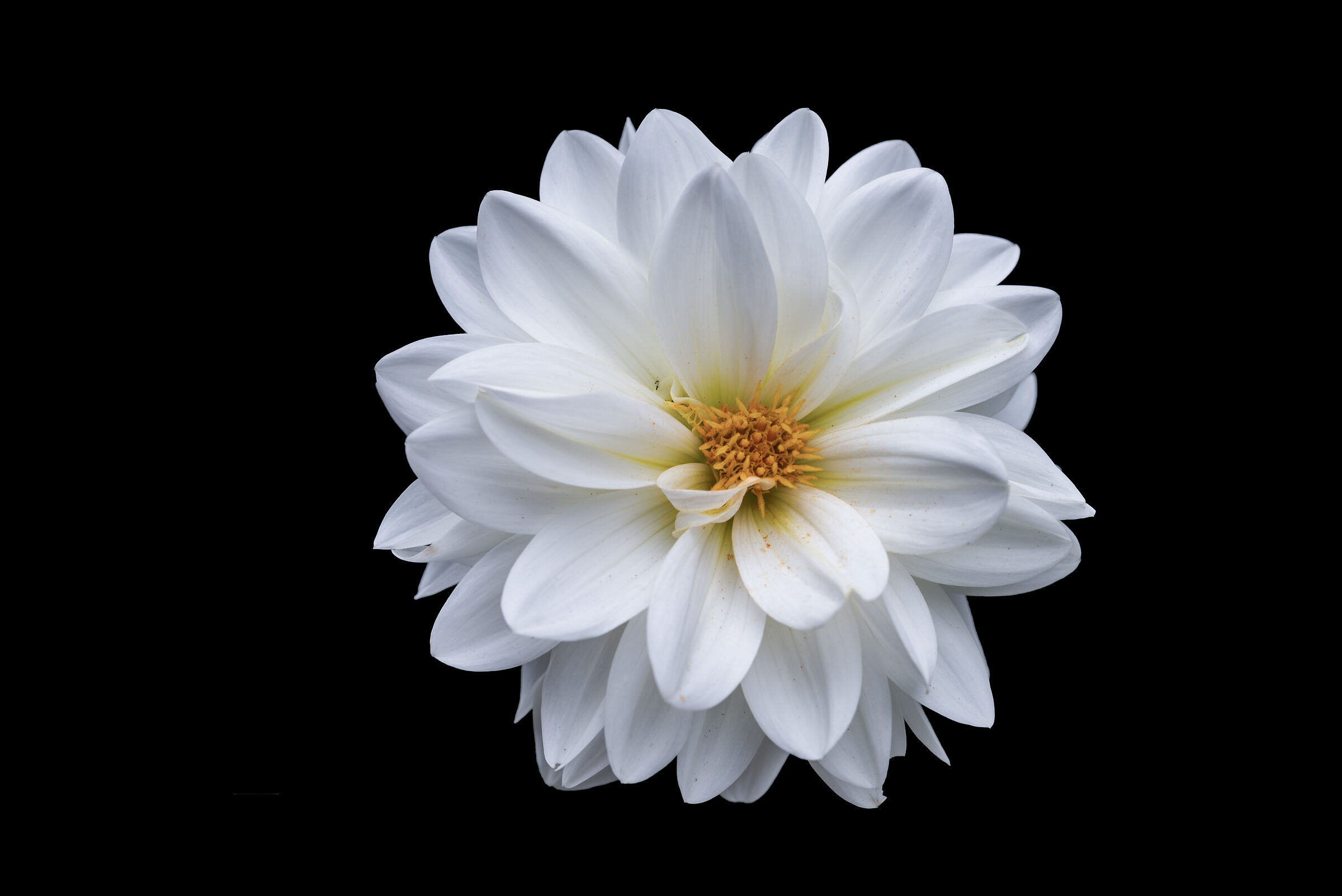 dahlia