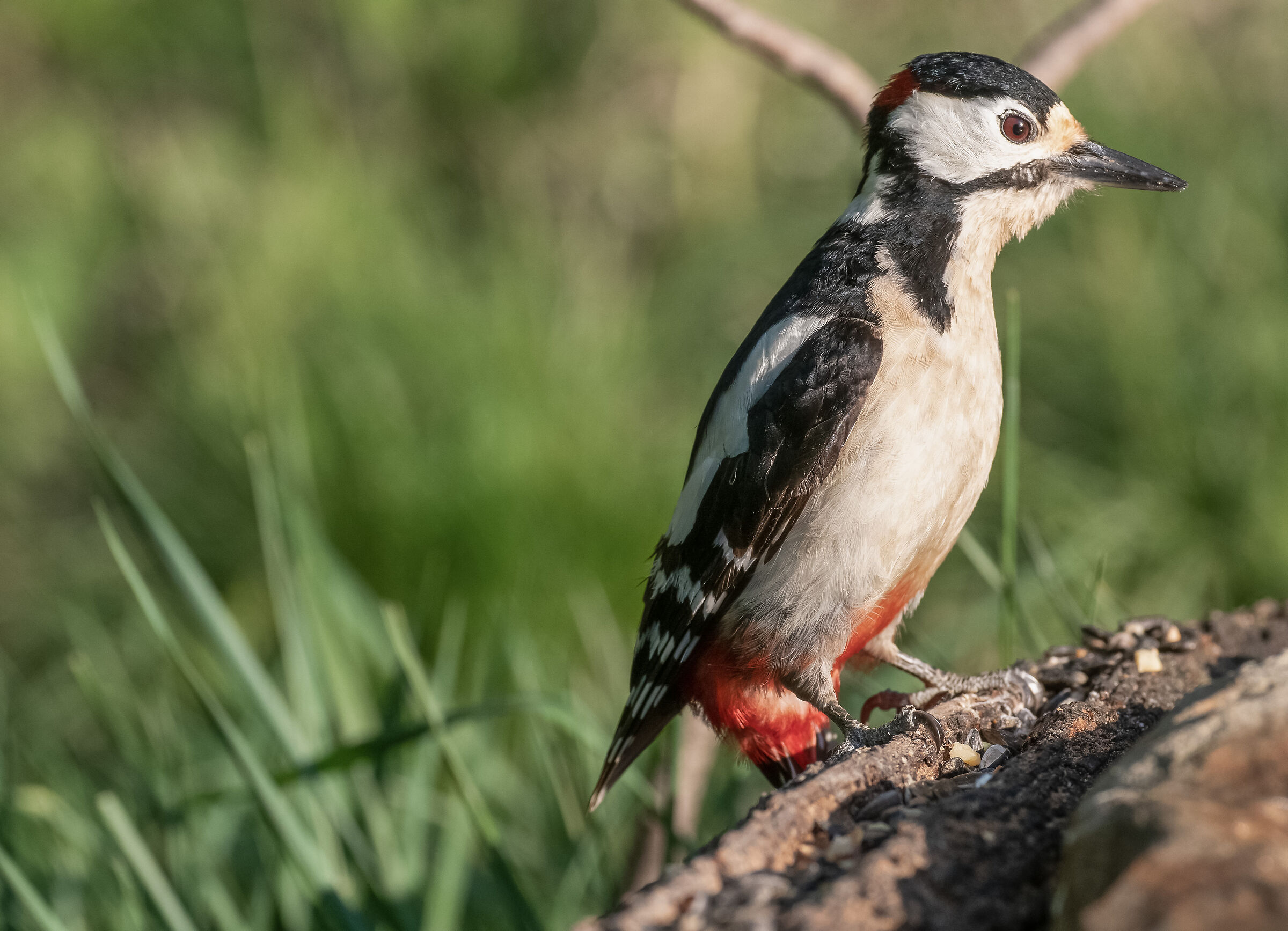 Greater spotted woodpecker