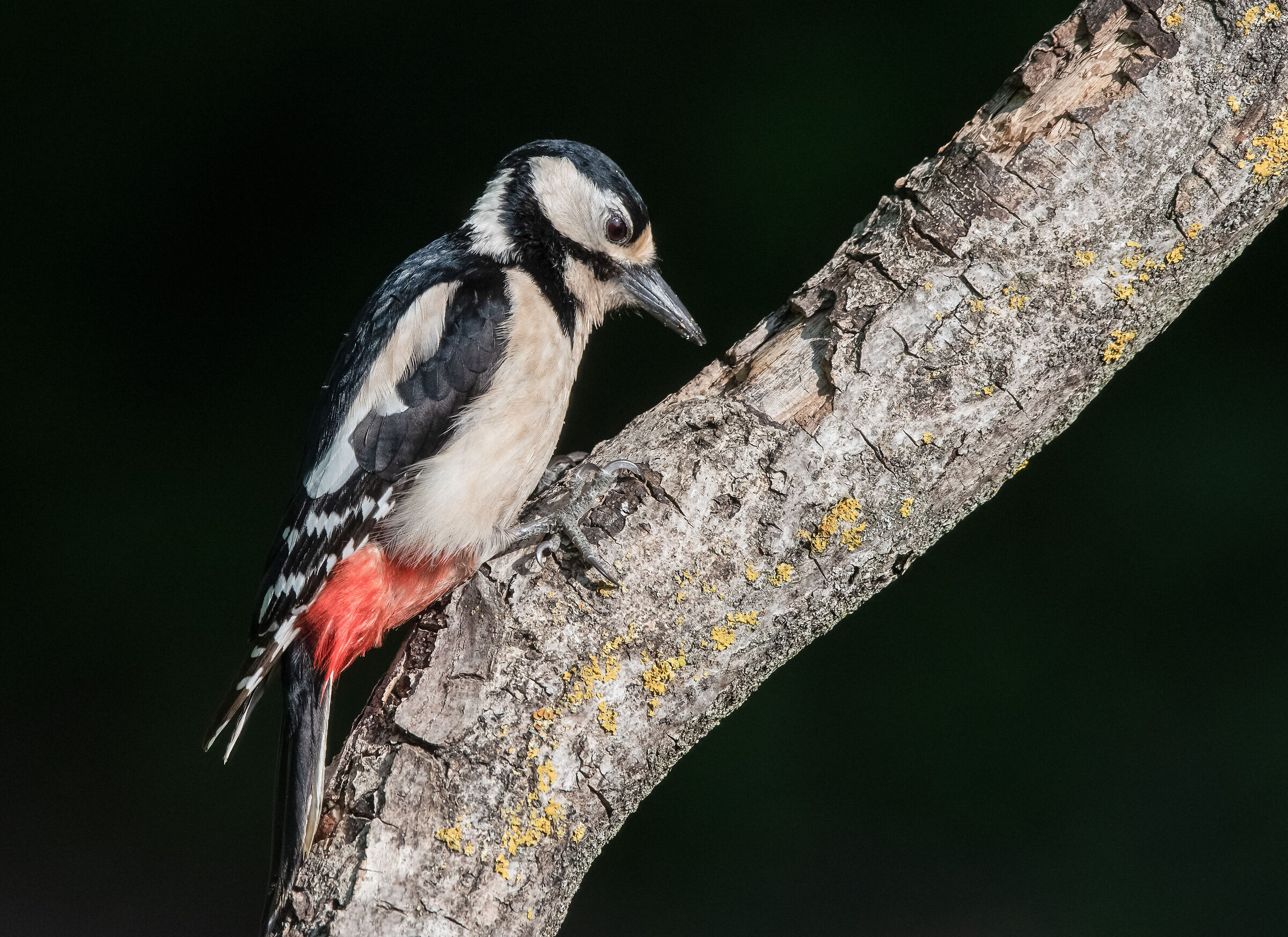 Greater spotted woodpecker