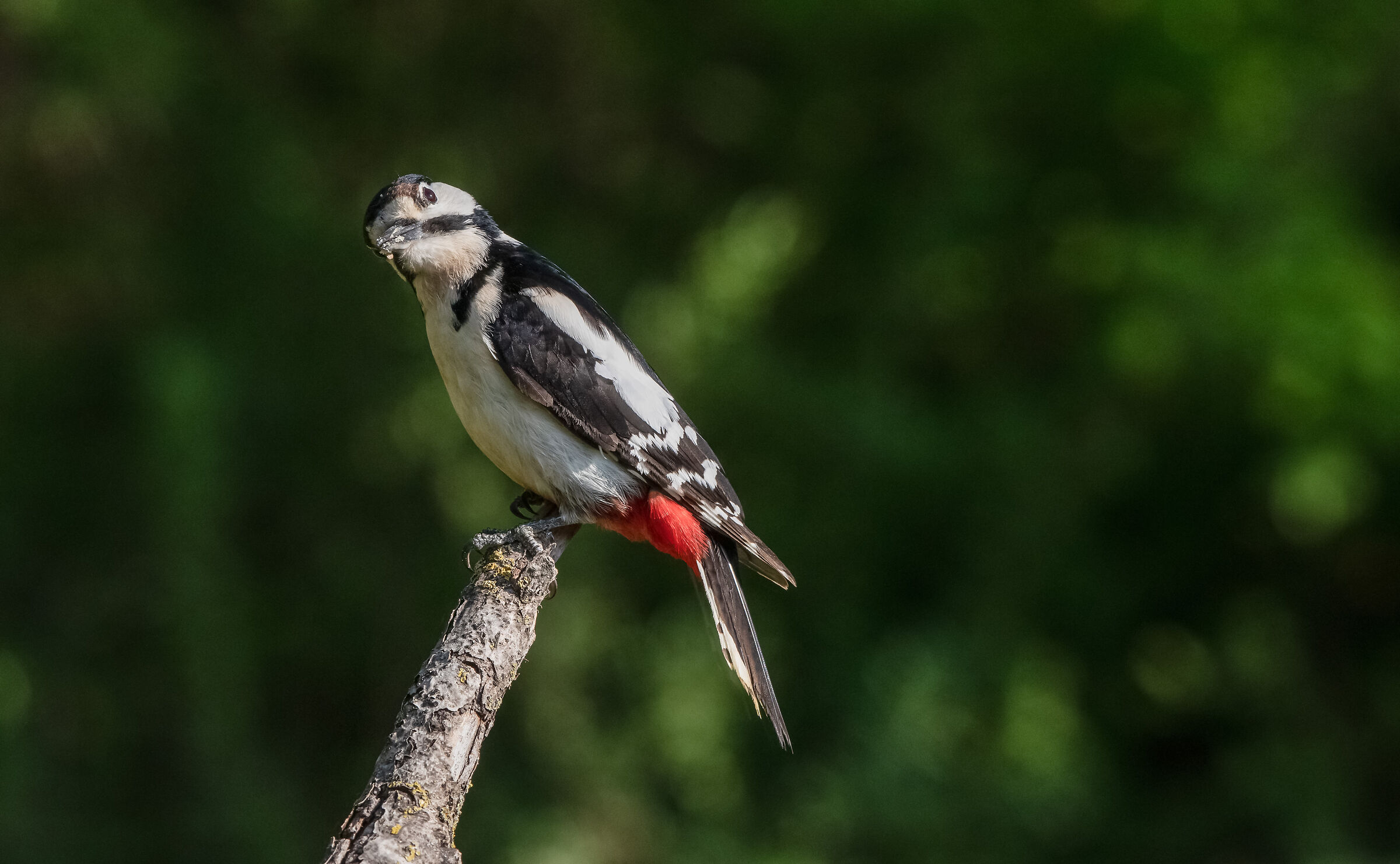 Greater spotted woodpecker
