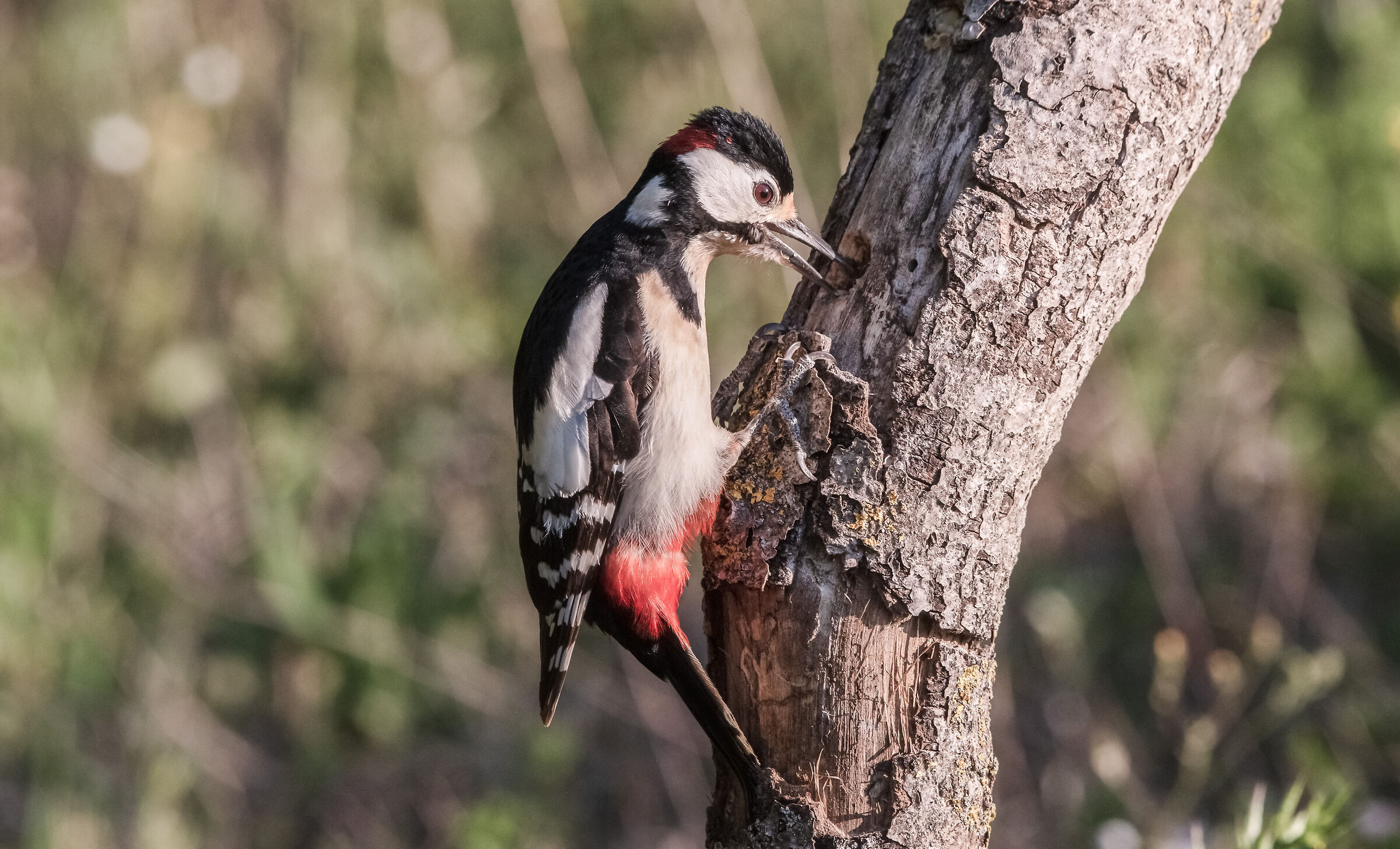 Greater spotted woodpecker