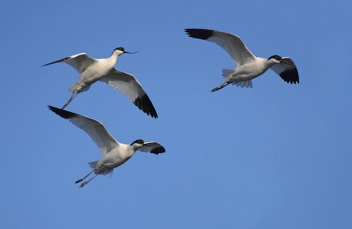 avocets