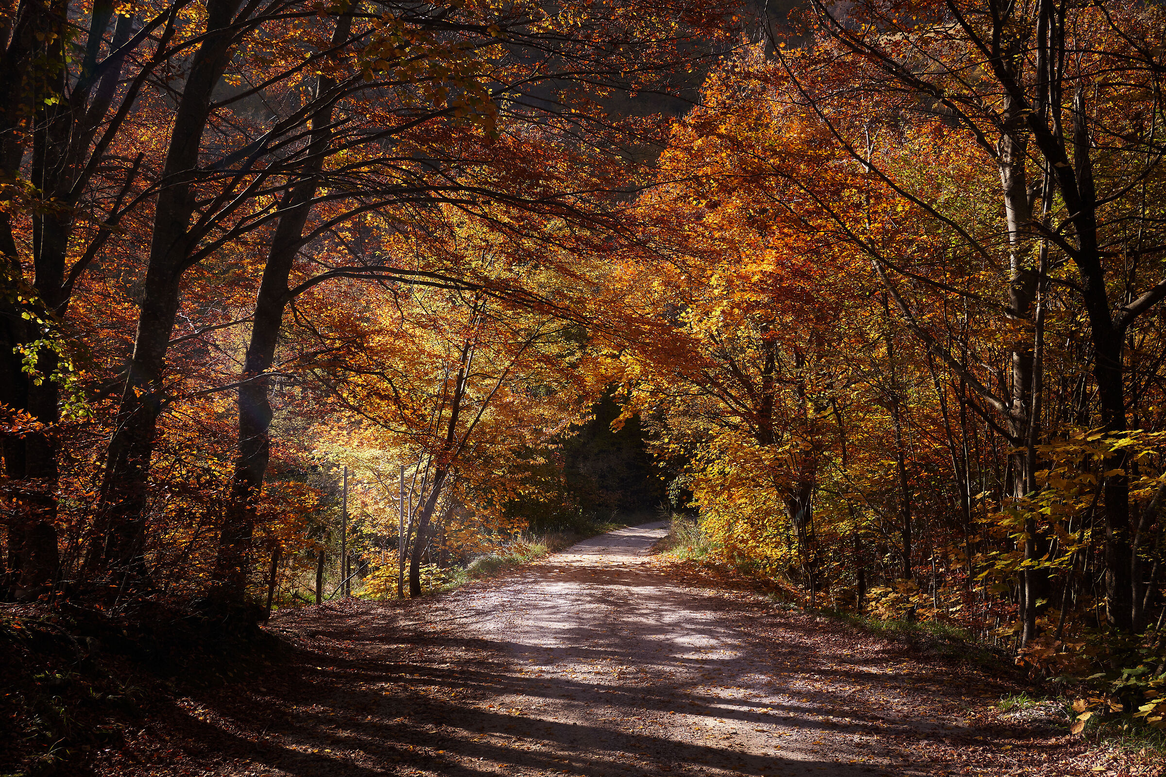 Sulla strada per il bosco
