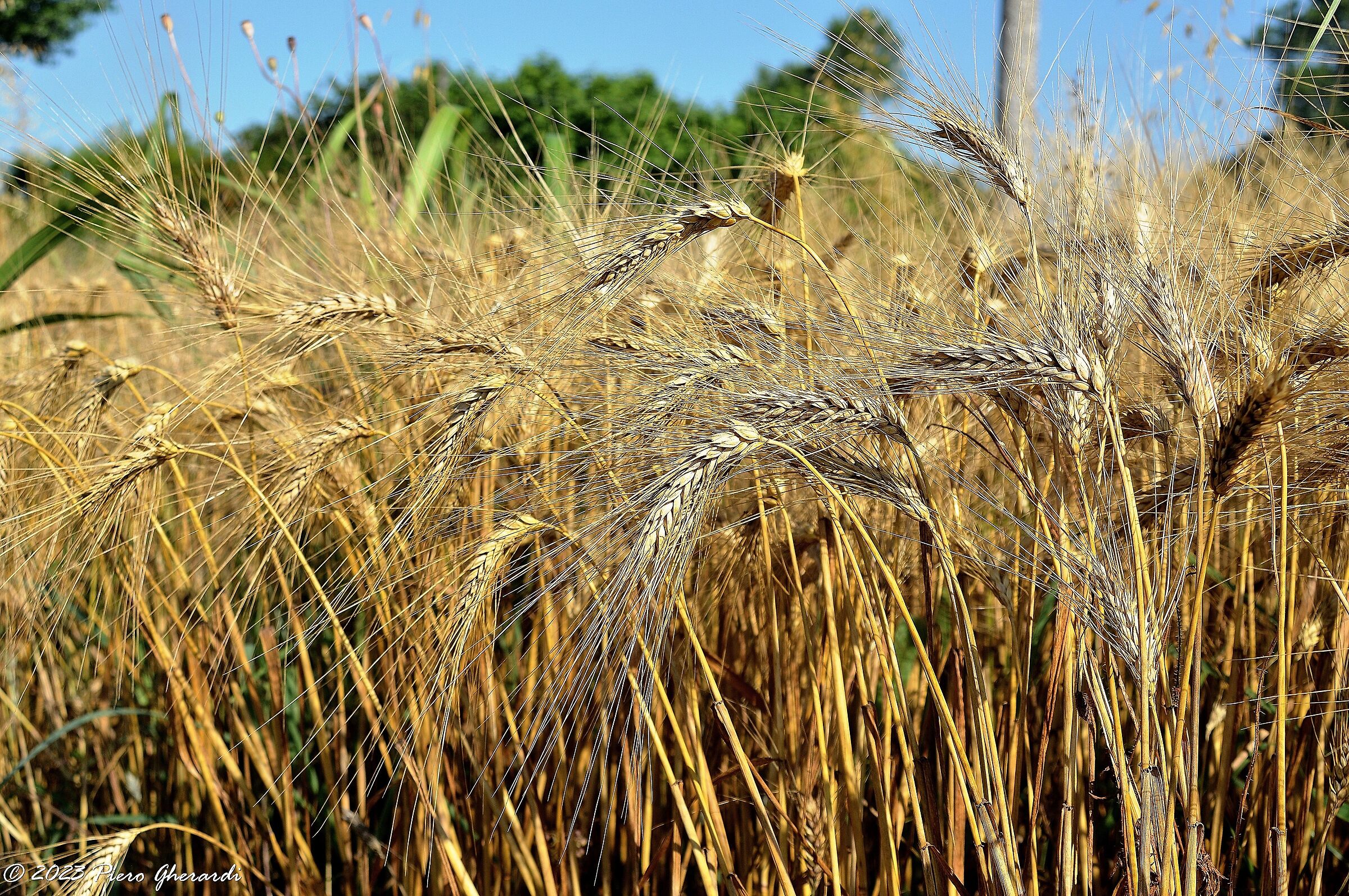 Campagna