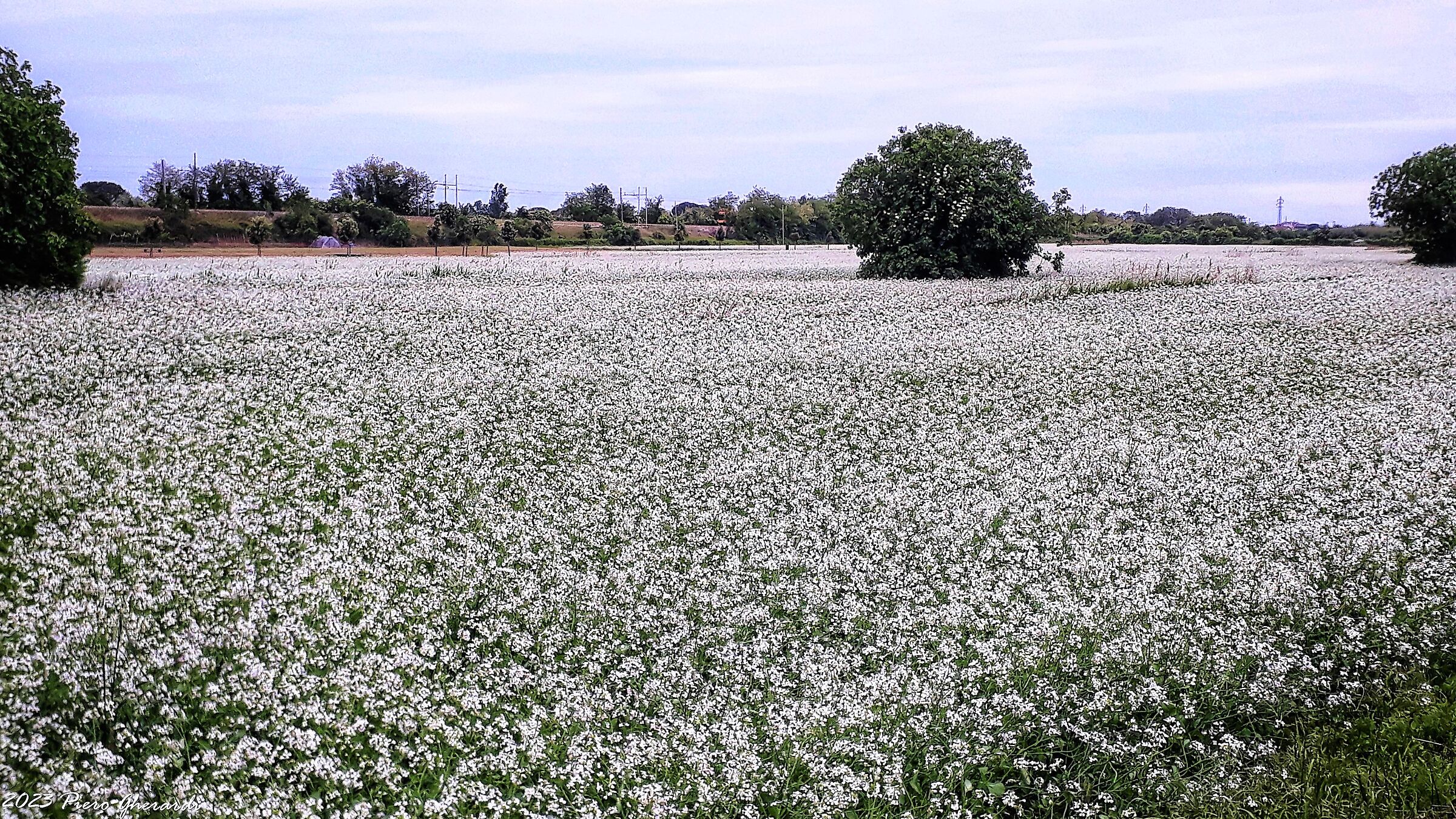 Campagna