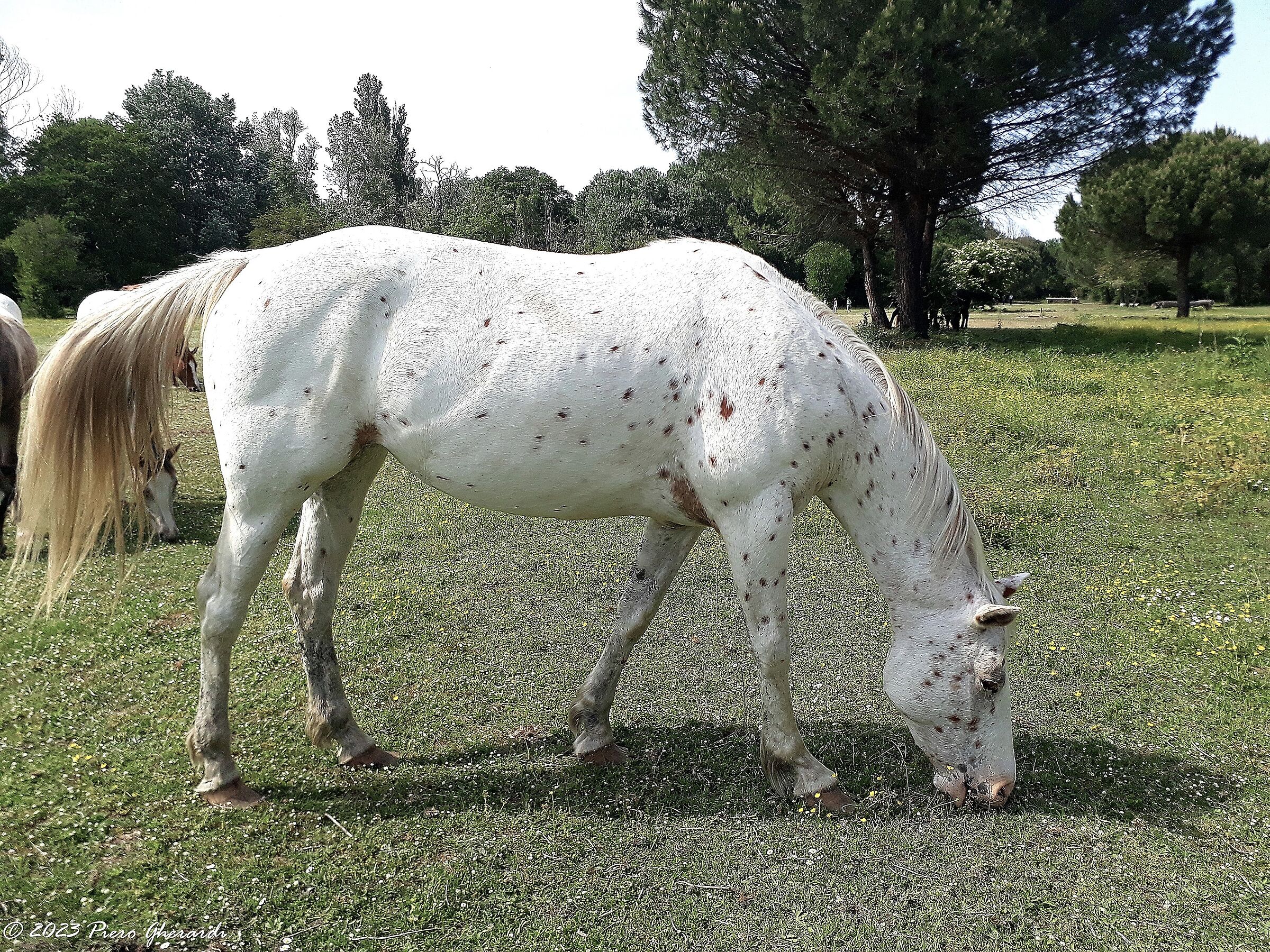 Cavalli selvatici