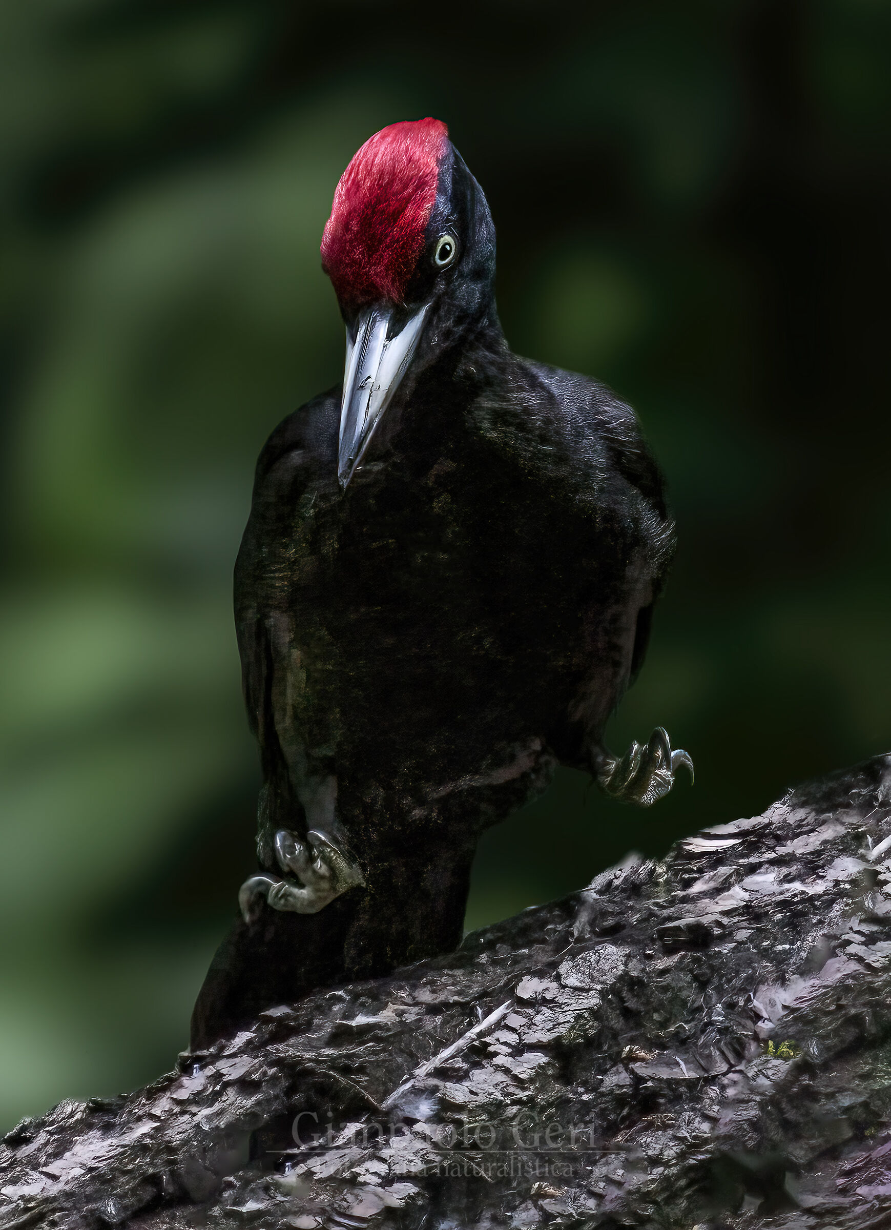 Picchio nero (Dryocopus martius)