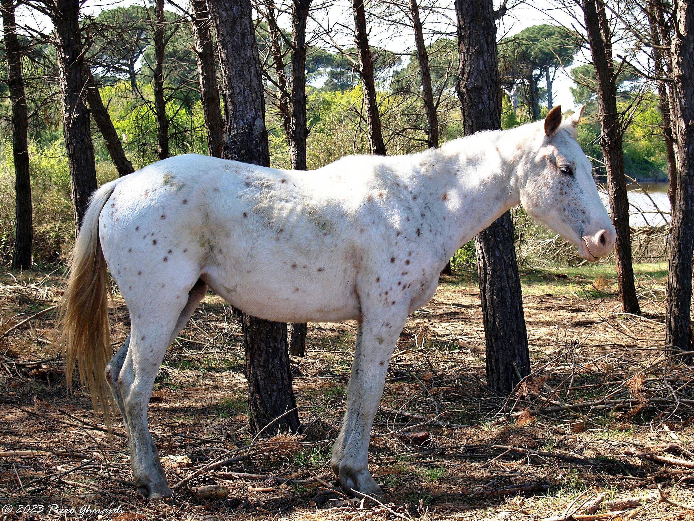 Cavalli selvatici