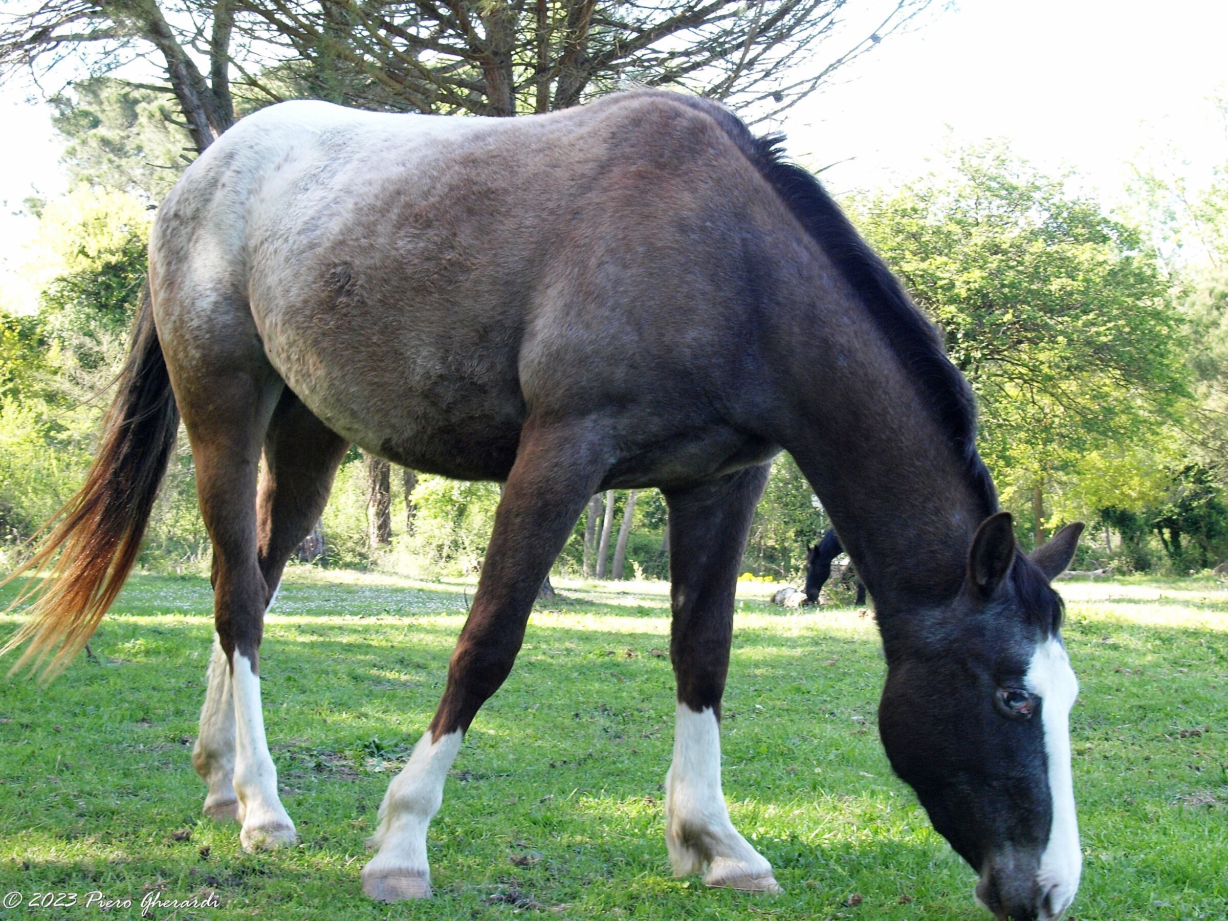 Cavalli selvatici