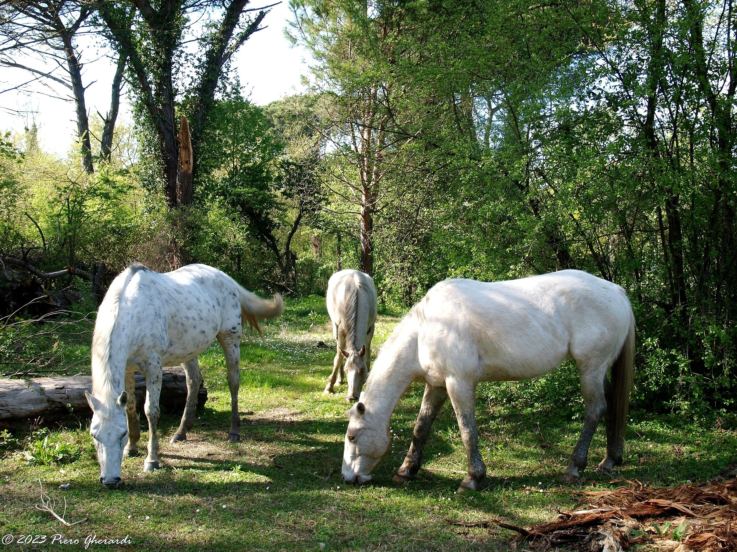 Cavalli selvatici