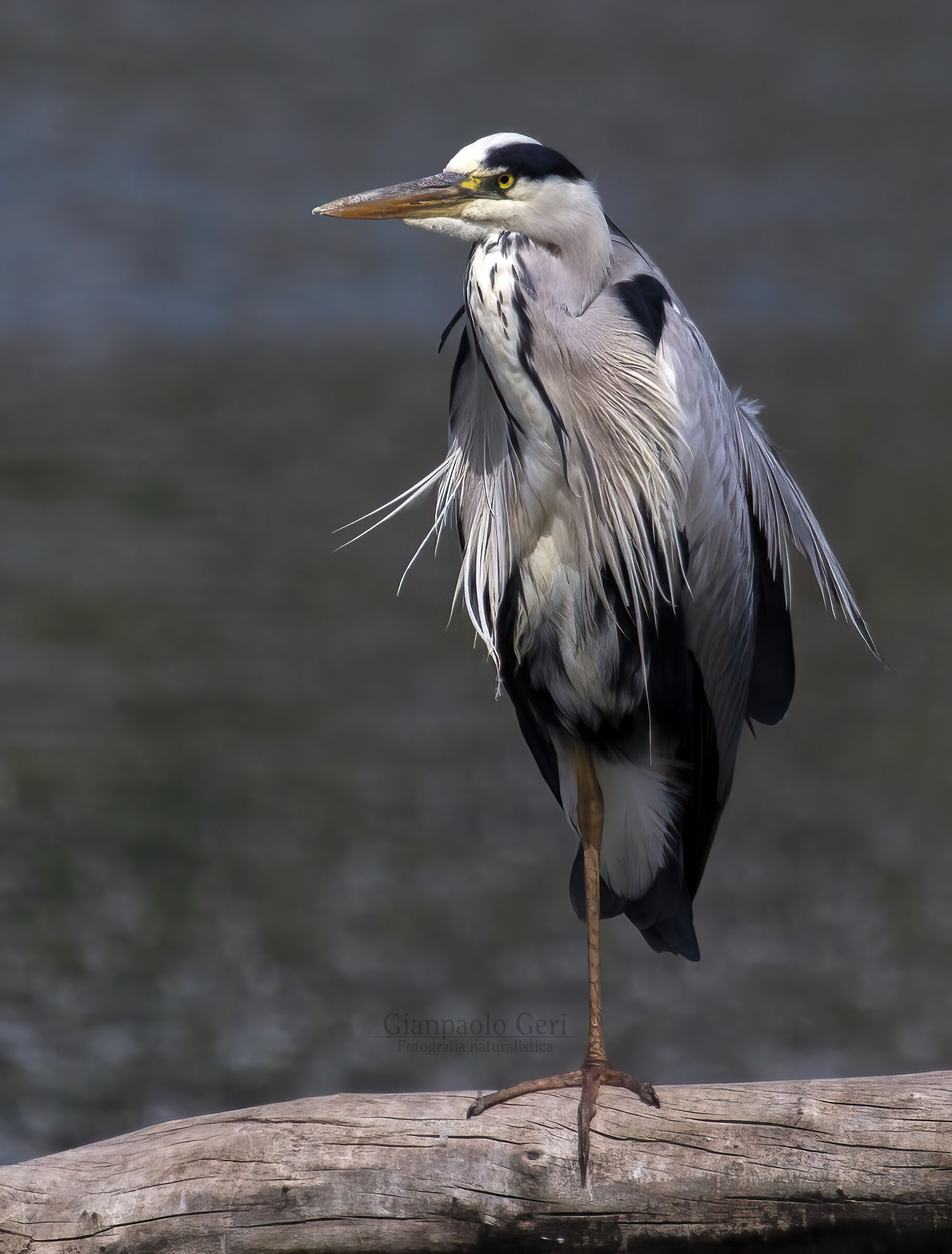 Airone cenerino (Ardea cinerea)