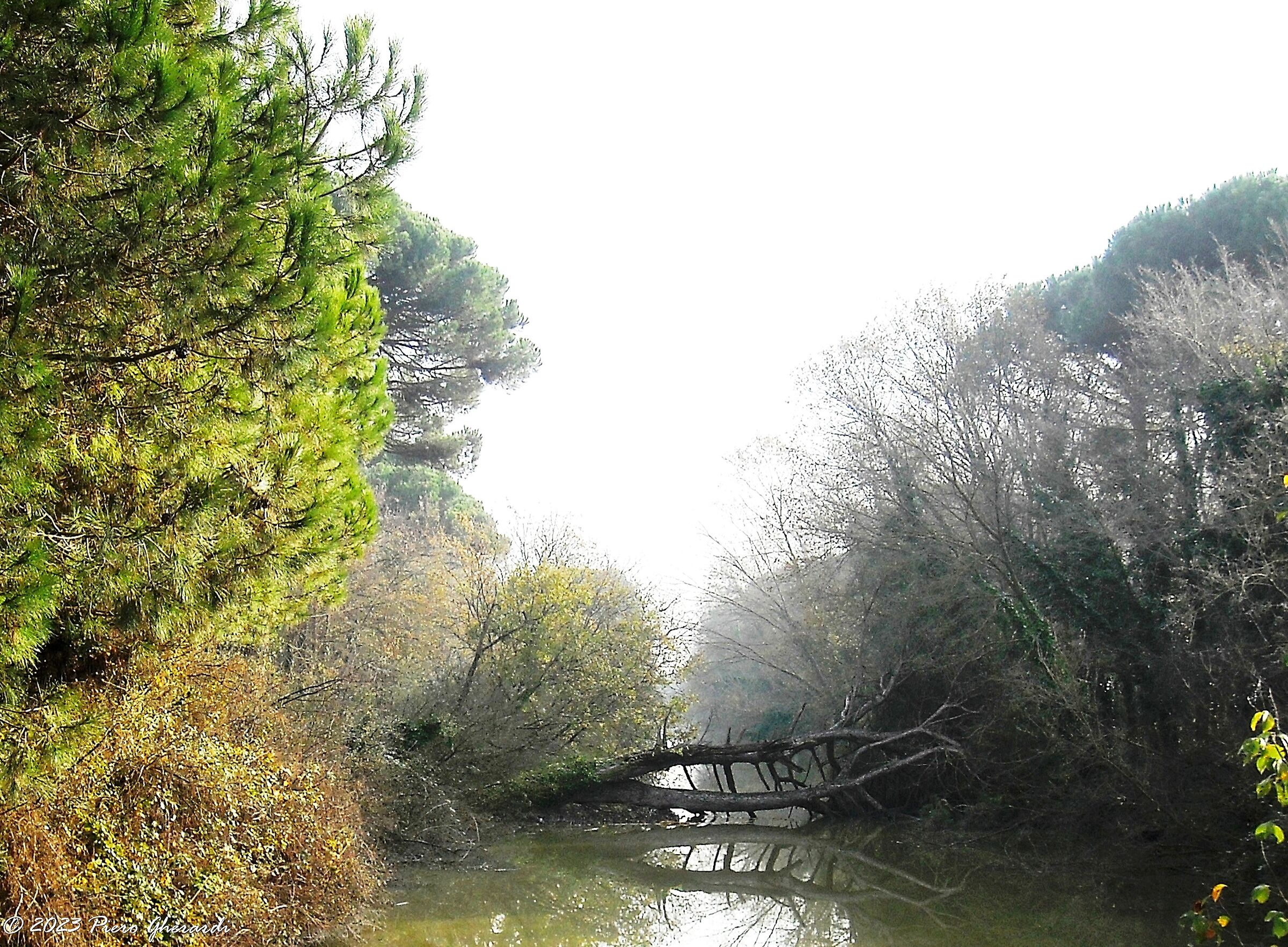 Pineta