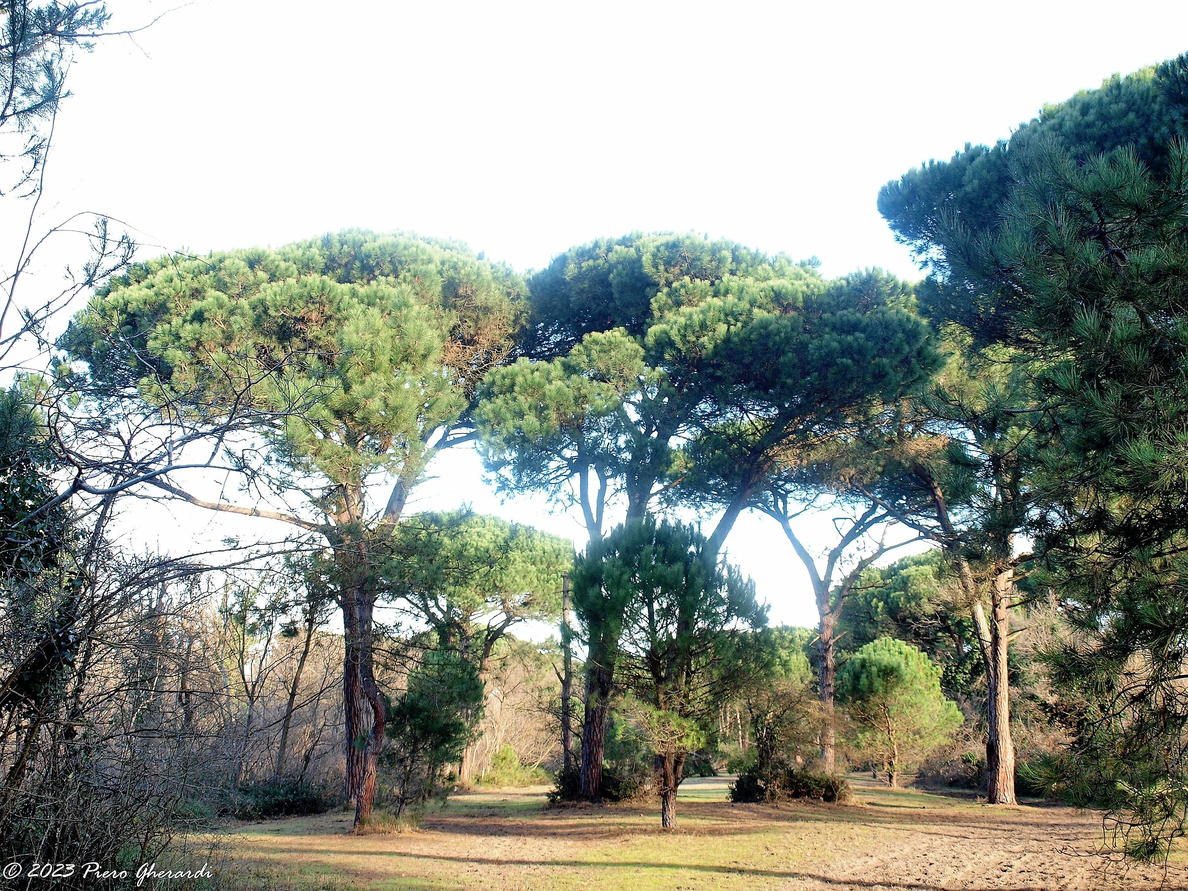 Pineta