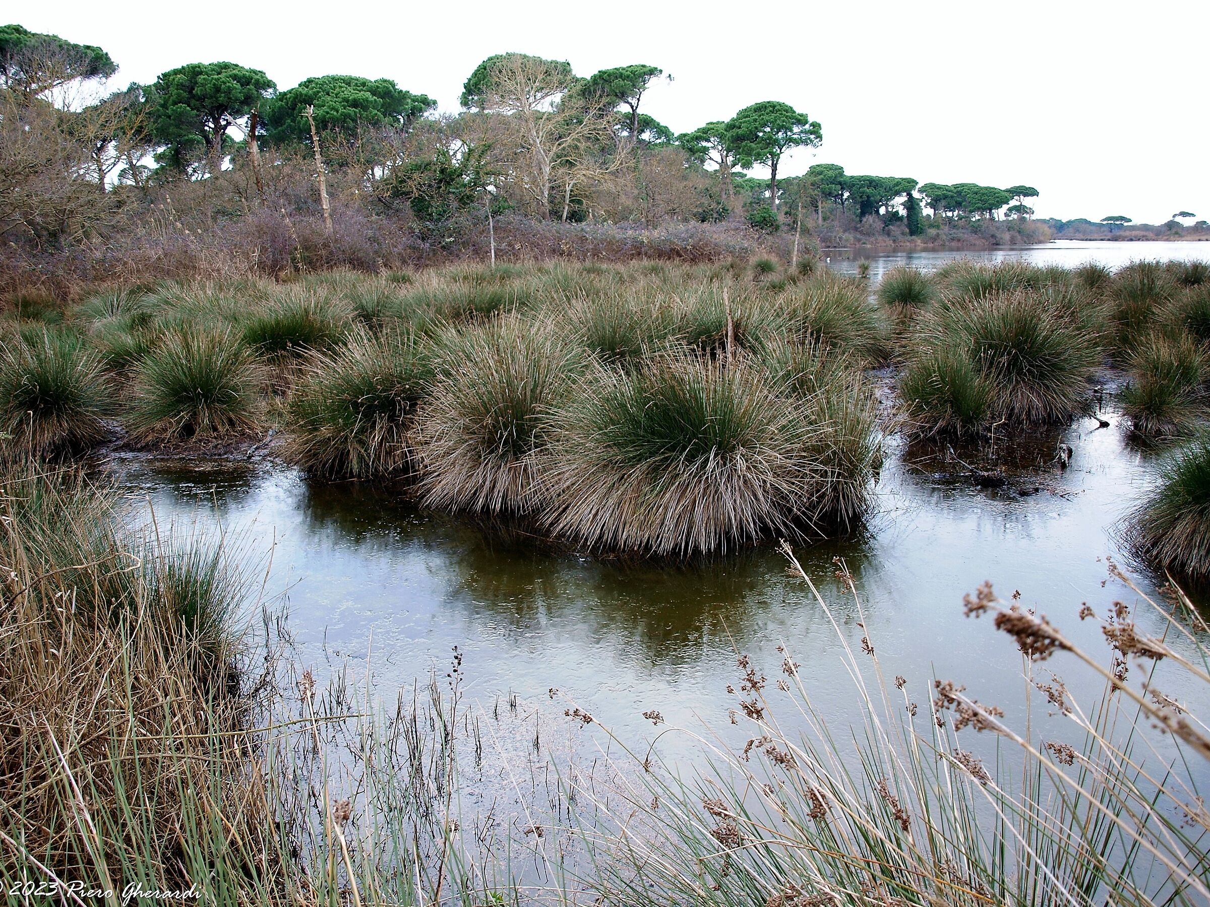 Pineta