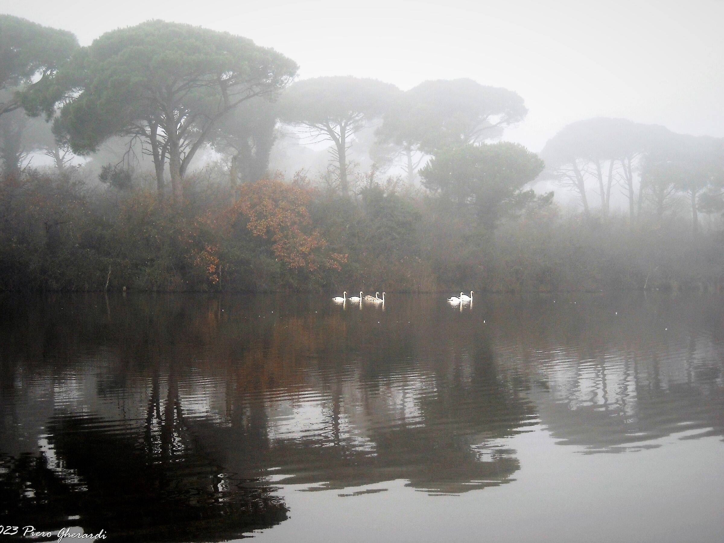 Nebbia