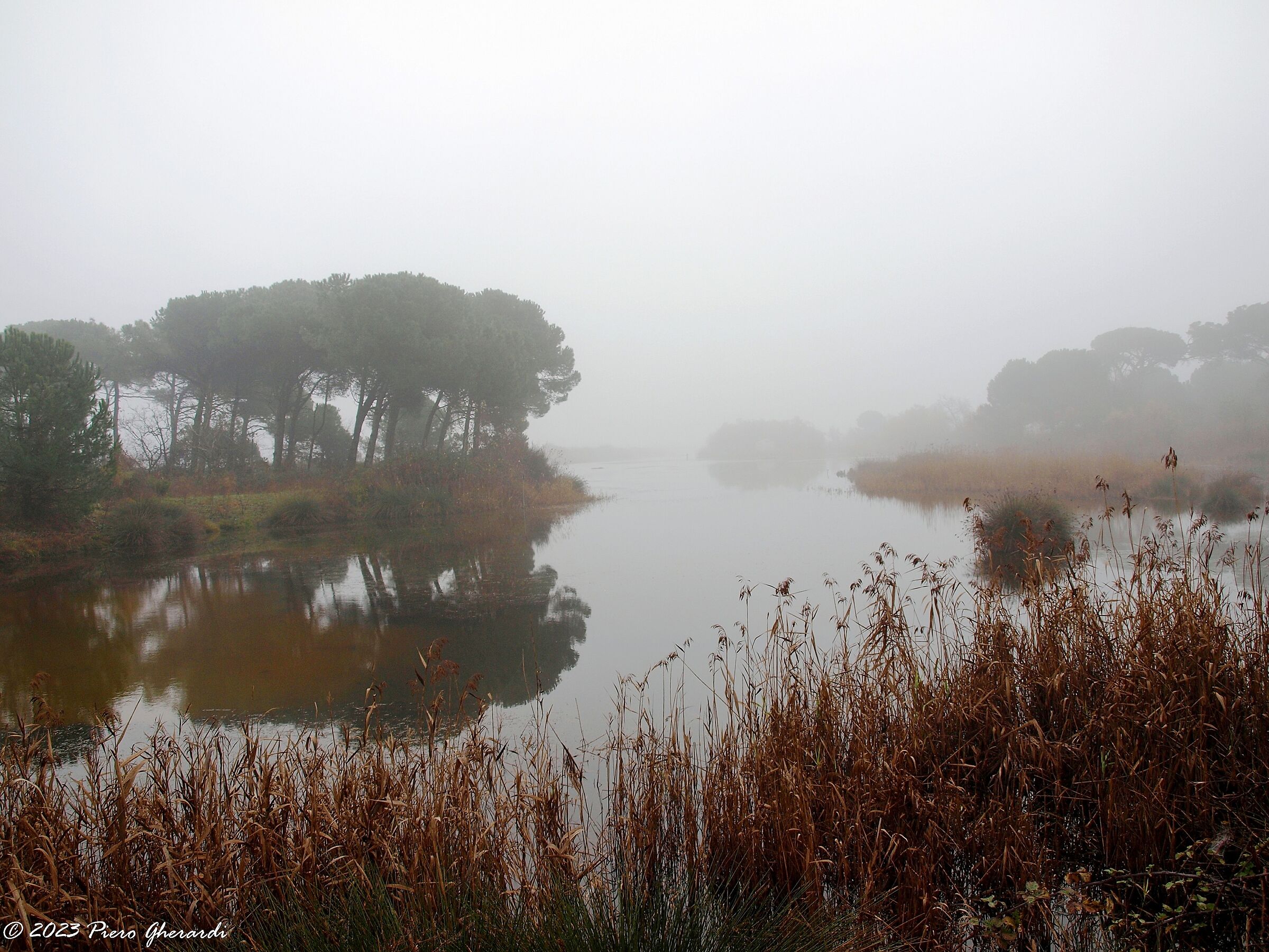 Nebbia