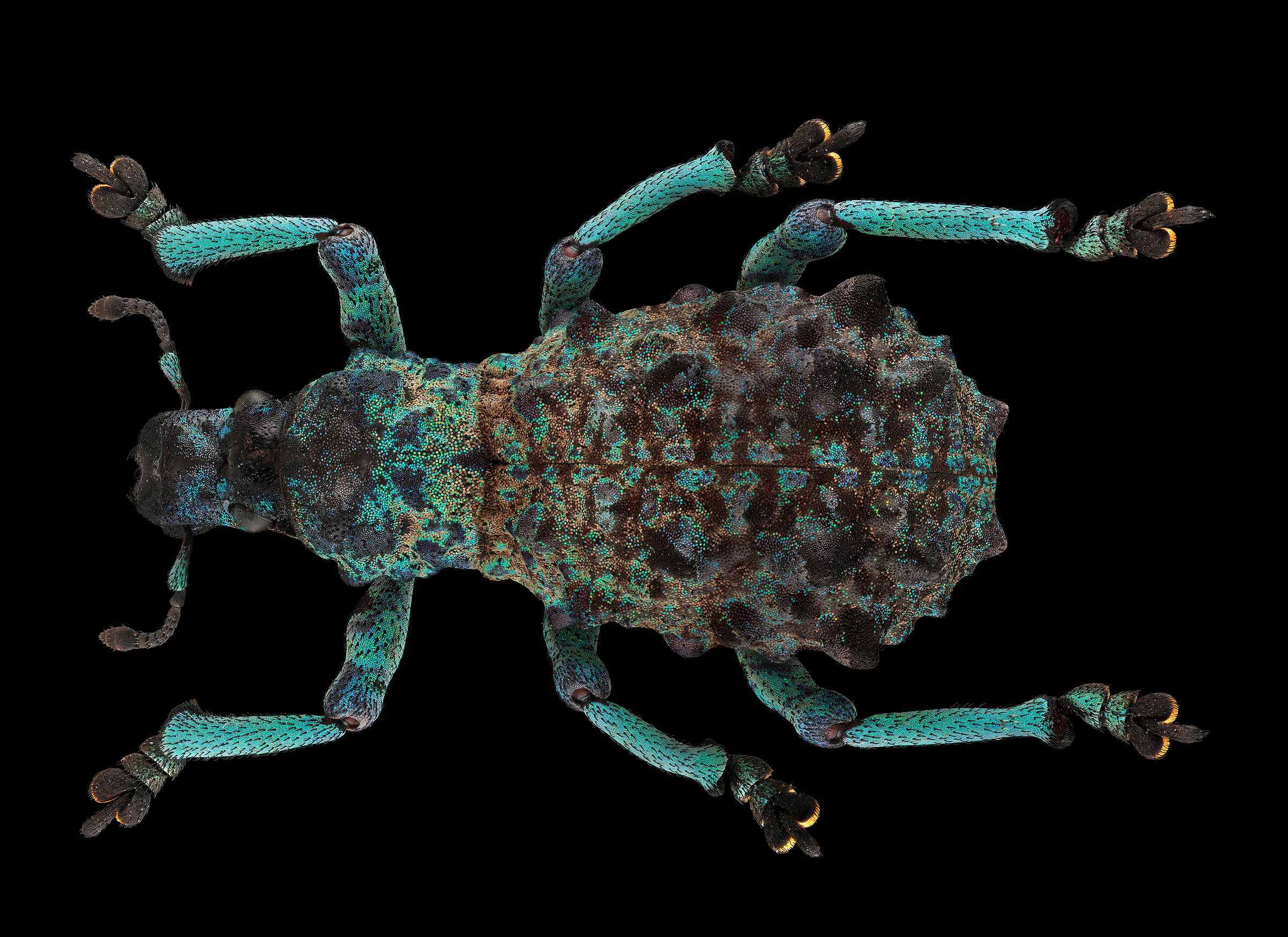 Holonychus acanthopus