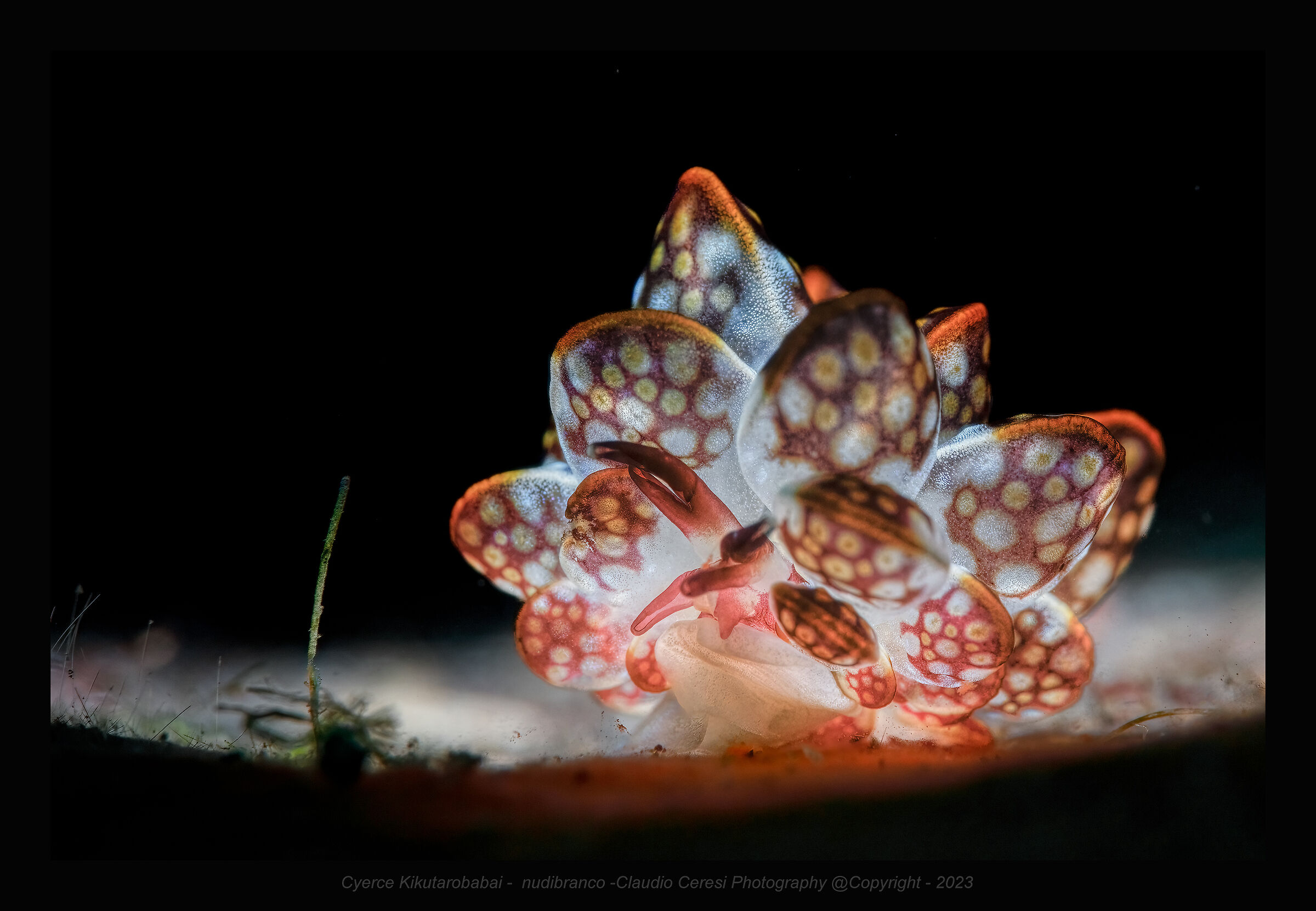 Cyerce Kikutarobabai  Bali , Tulkamben