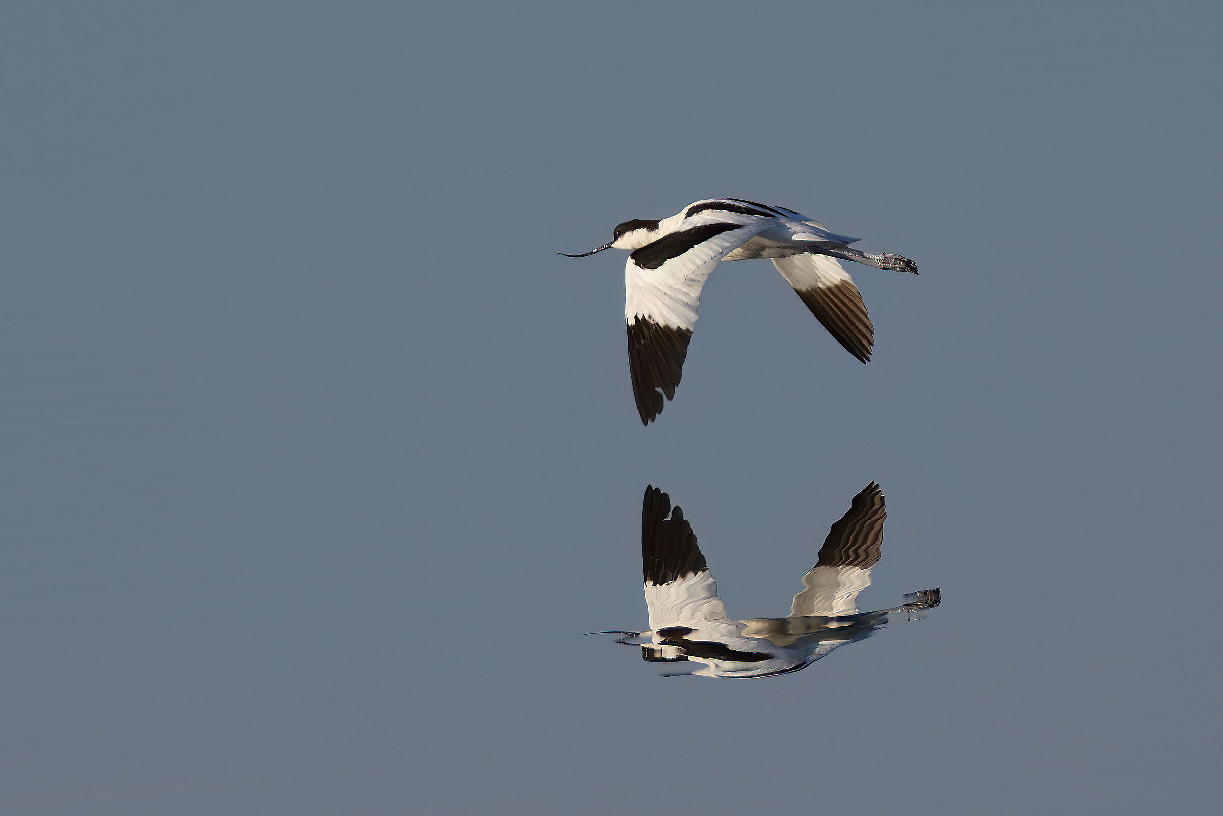 Avocetta con riflesso