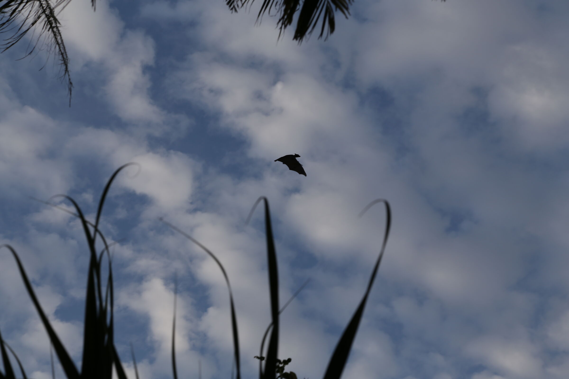 Flying fox Maldives