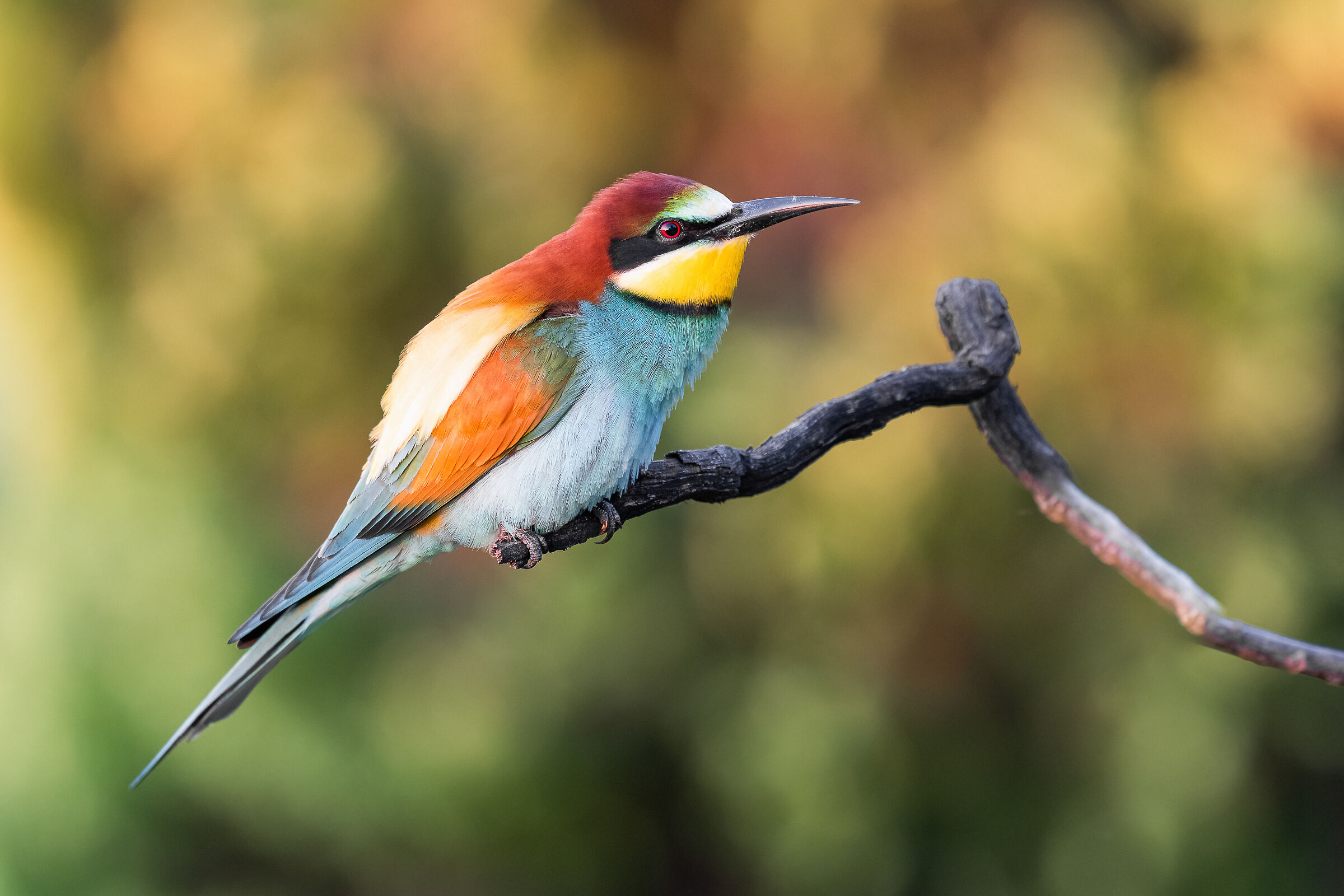 bee-eater