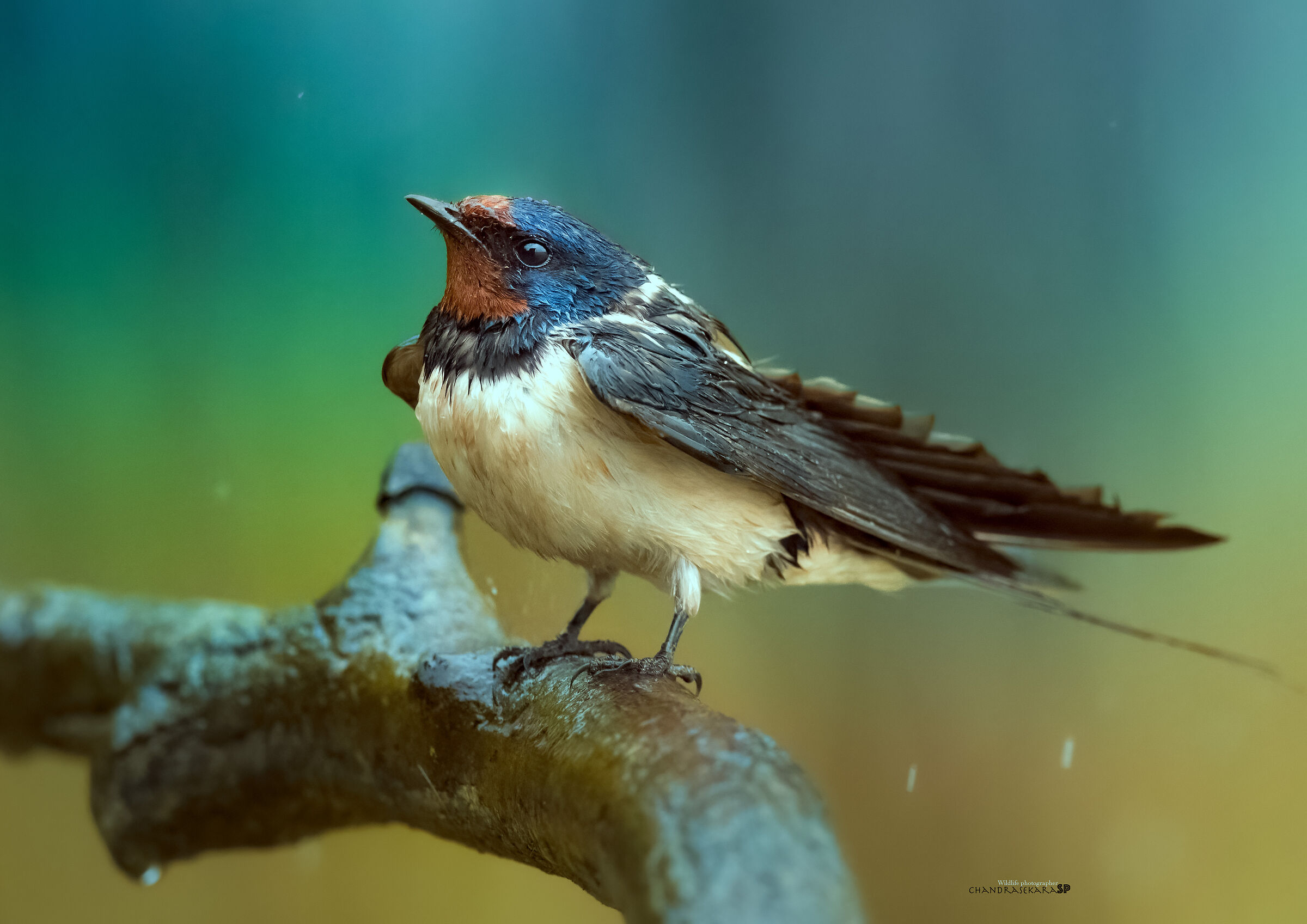 swallow